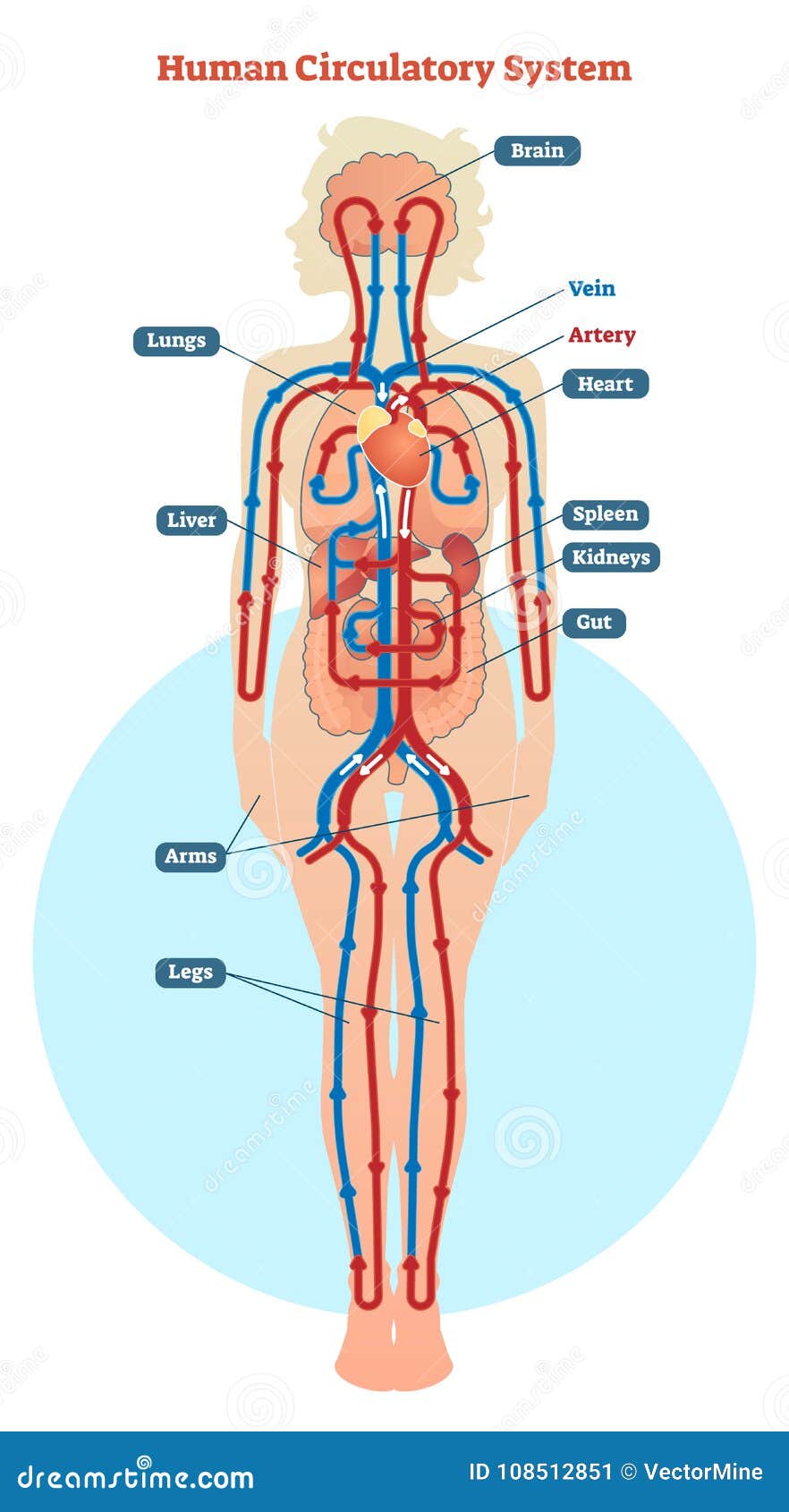 Human Blood Vessels Labeled / What's Blood Got To Do With It? Blood