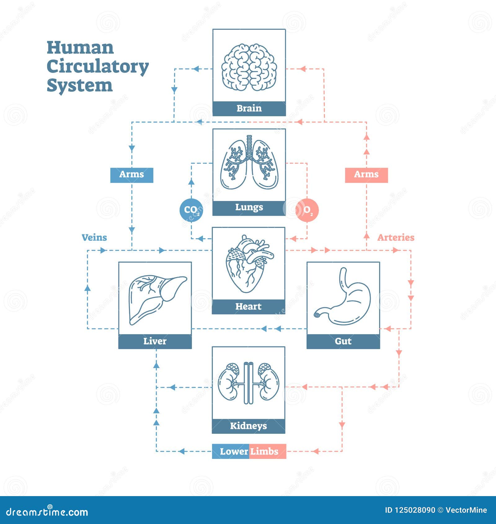 Human Blood Circulation Chart