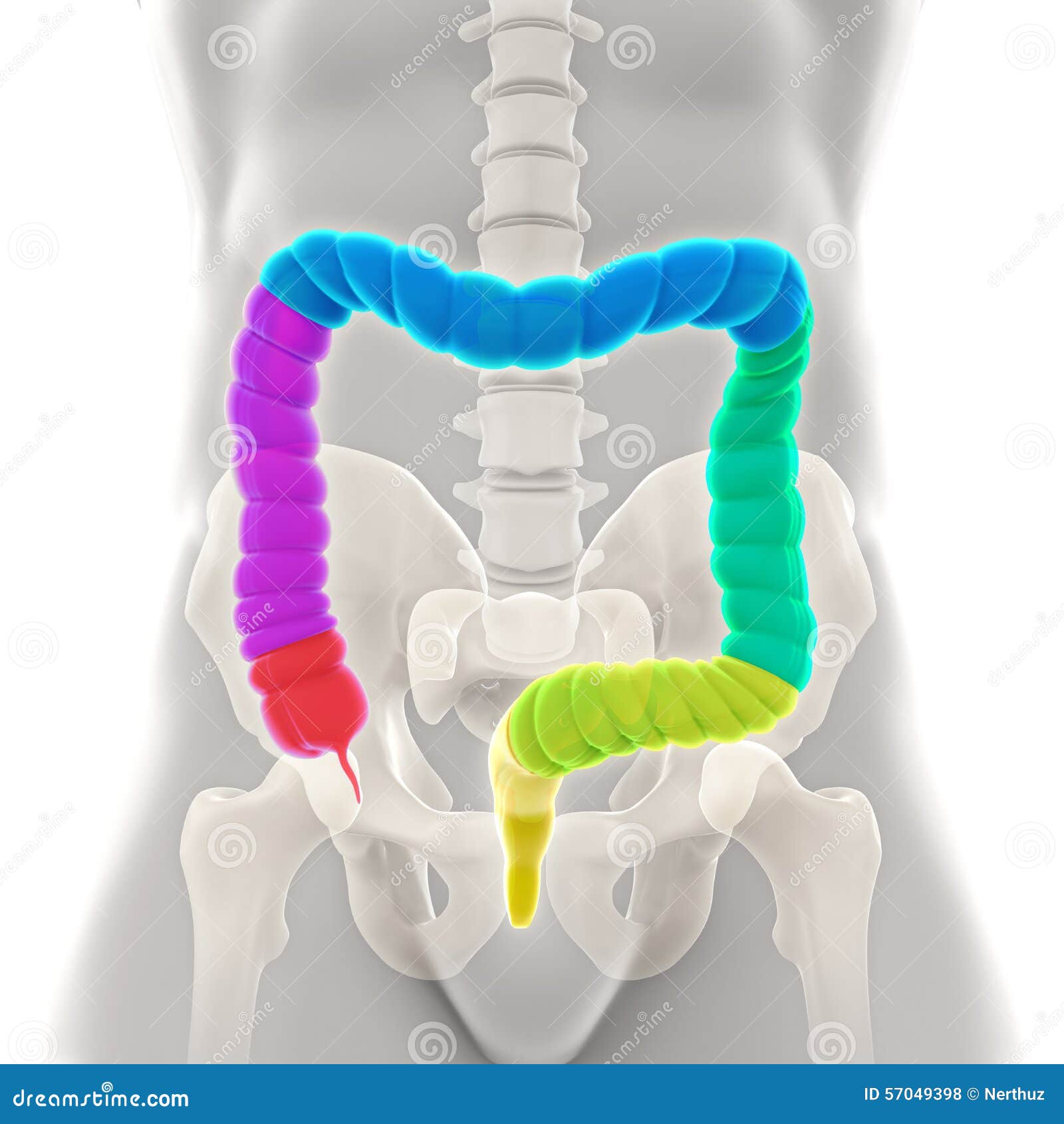 Human Colon Anatomy stock illustration. Image of anatomical - 57049398
