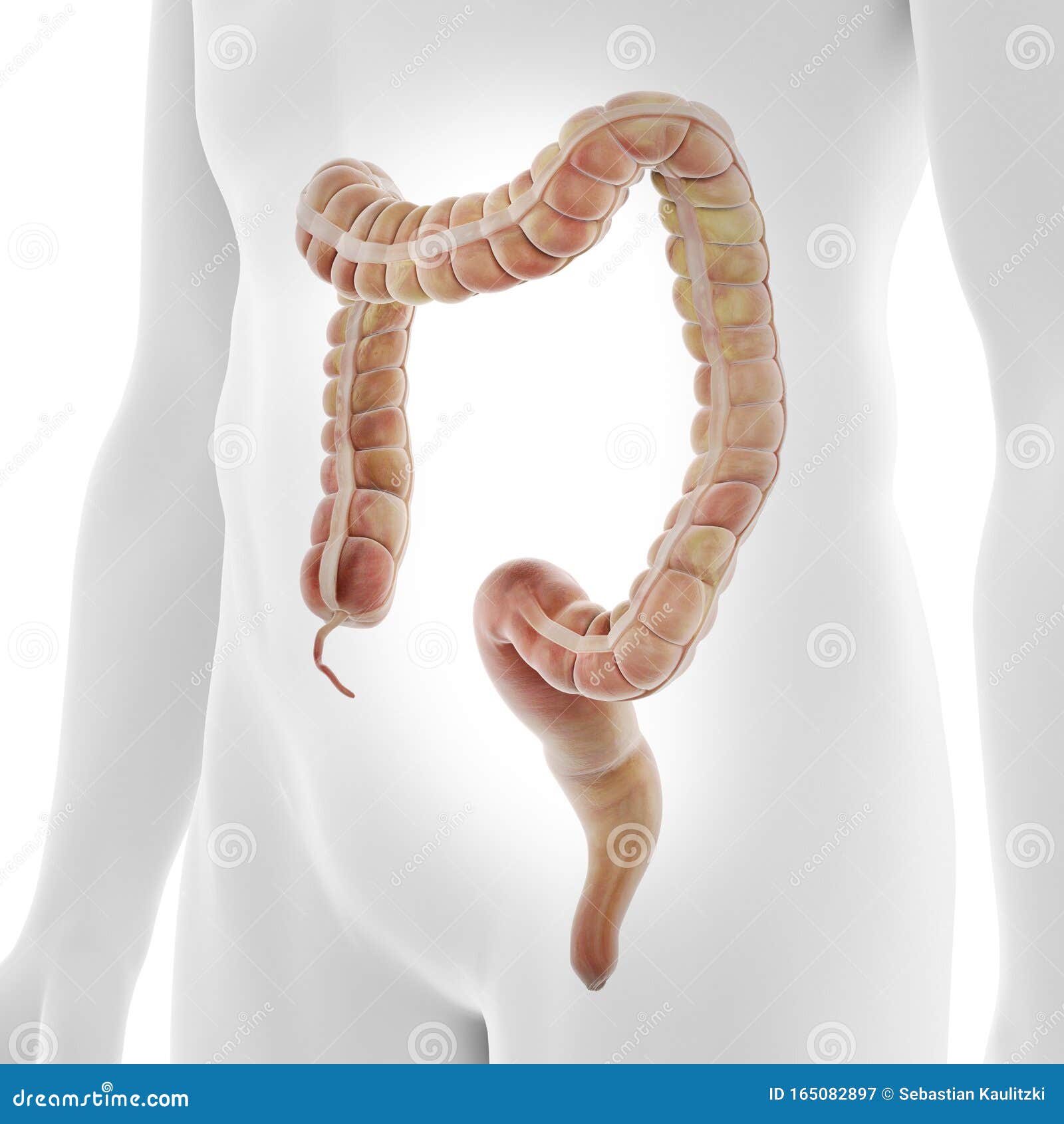 the human colon