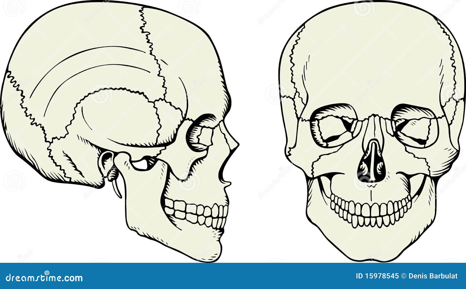 human skull clip art - photo #34