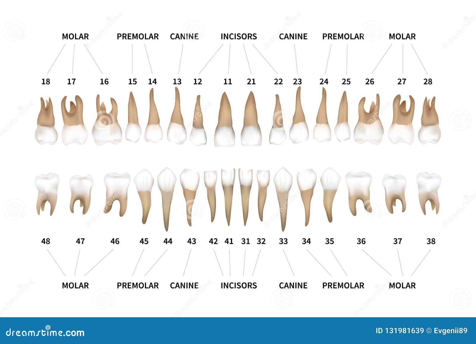 Teeth Count Chart