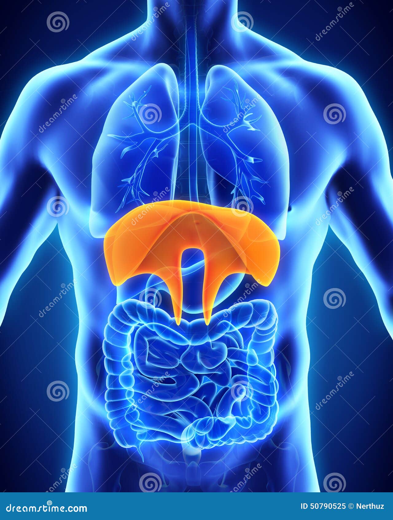 Human Diaphragm Anatomy Royalty-Free Stock Photo Biology Diagrams
