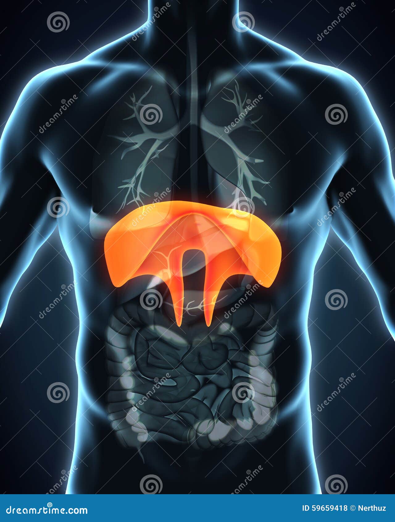 Human Diaphragm Anatomy stock illustration Illustration of biology Biology Diagrams