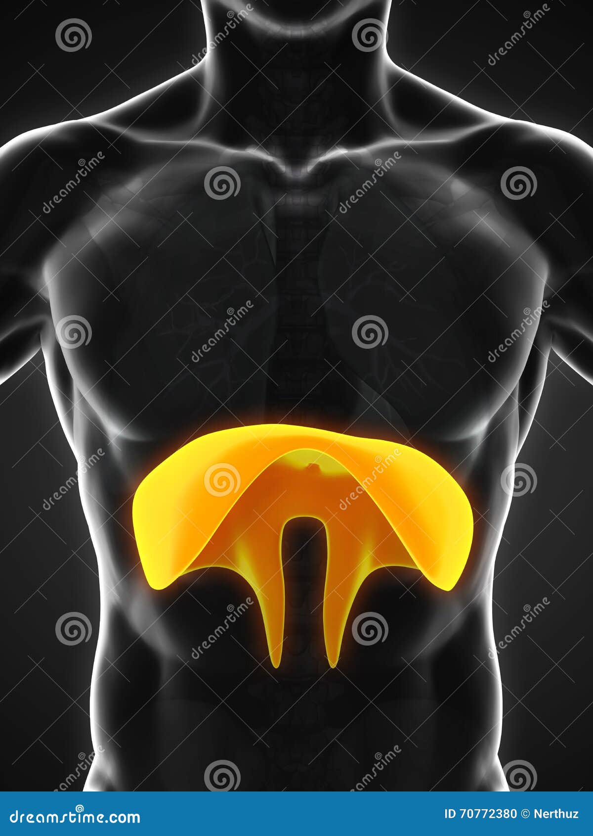 Human Diaphragm Anatomy stock illustration. Illustration of diagram ... Biology Diagrams