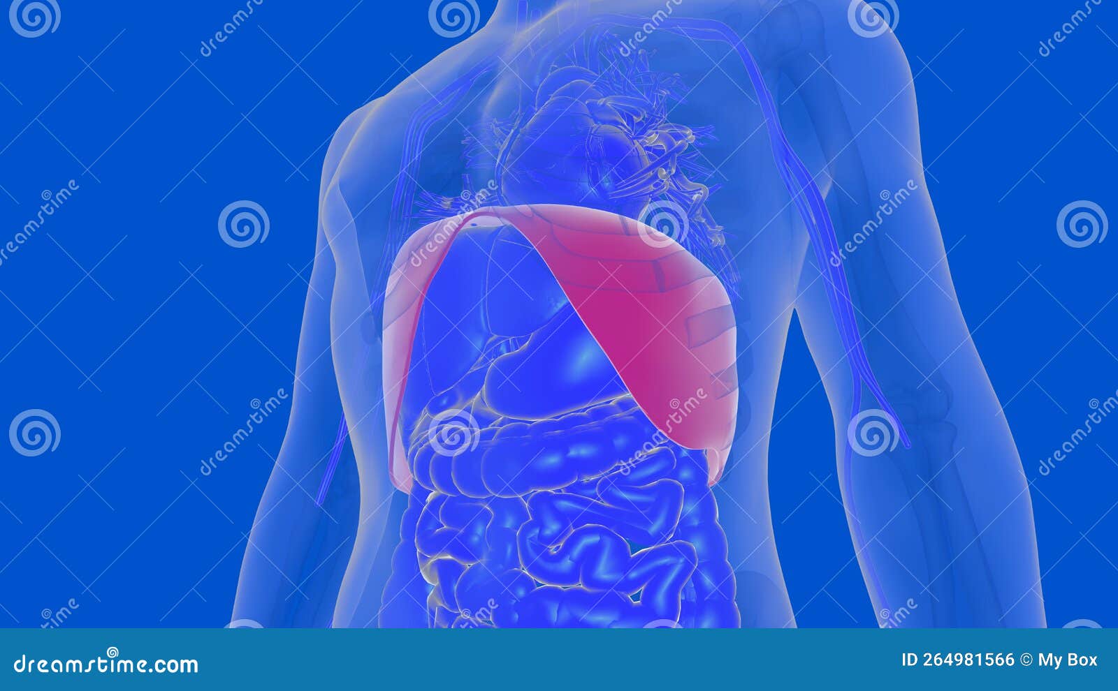 Human Diaphragm Anatomy for Medical Concept 3D Rendering Stock ... Biology Diagrams