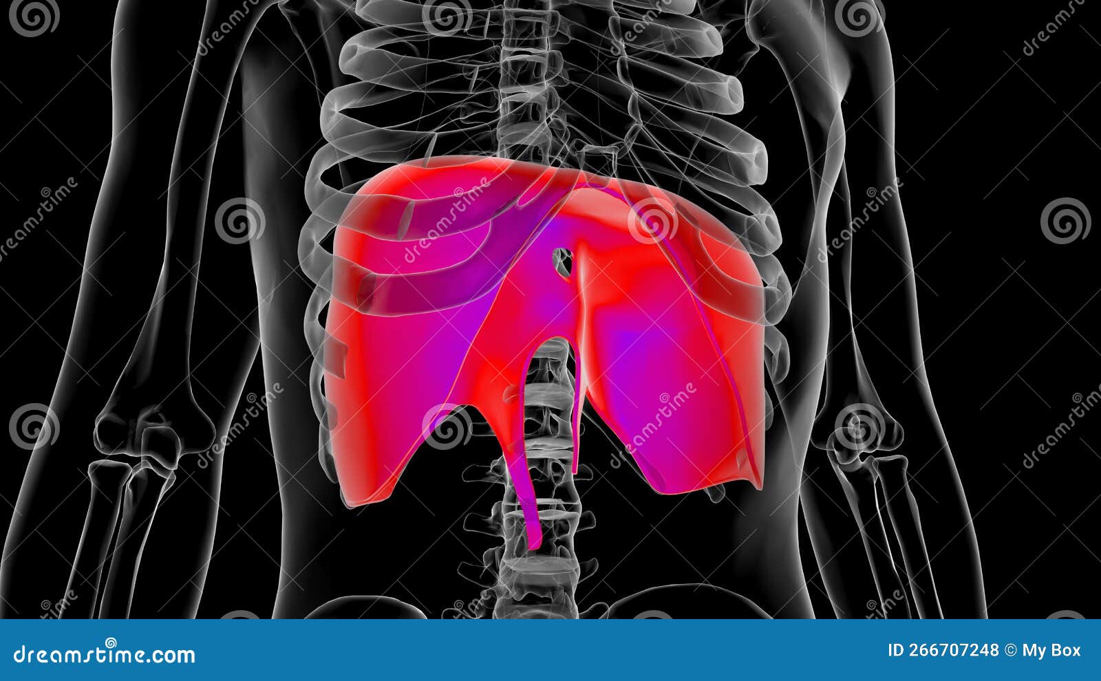 Human Diaphragm Anatomy for Medical Concept 3D Rendering Stock ... Biology Diagrams