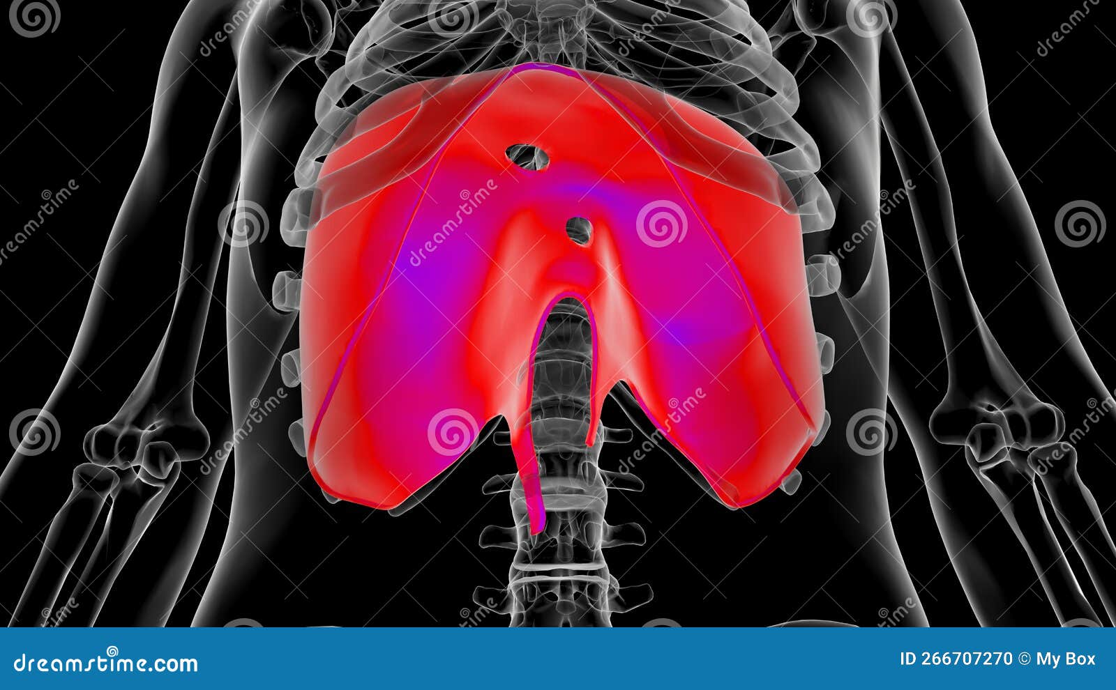 Human Diaphragm Anatomy for Medical Concept 3D Rendering Stock ... Biology Diagrams