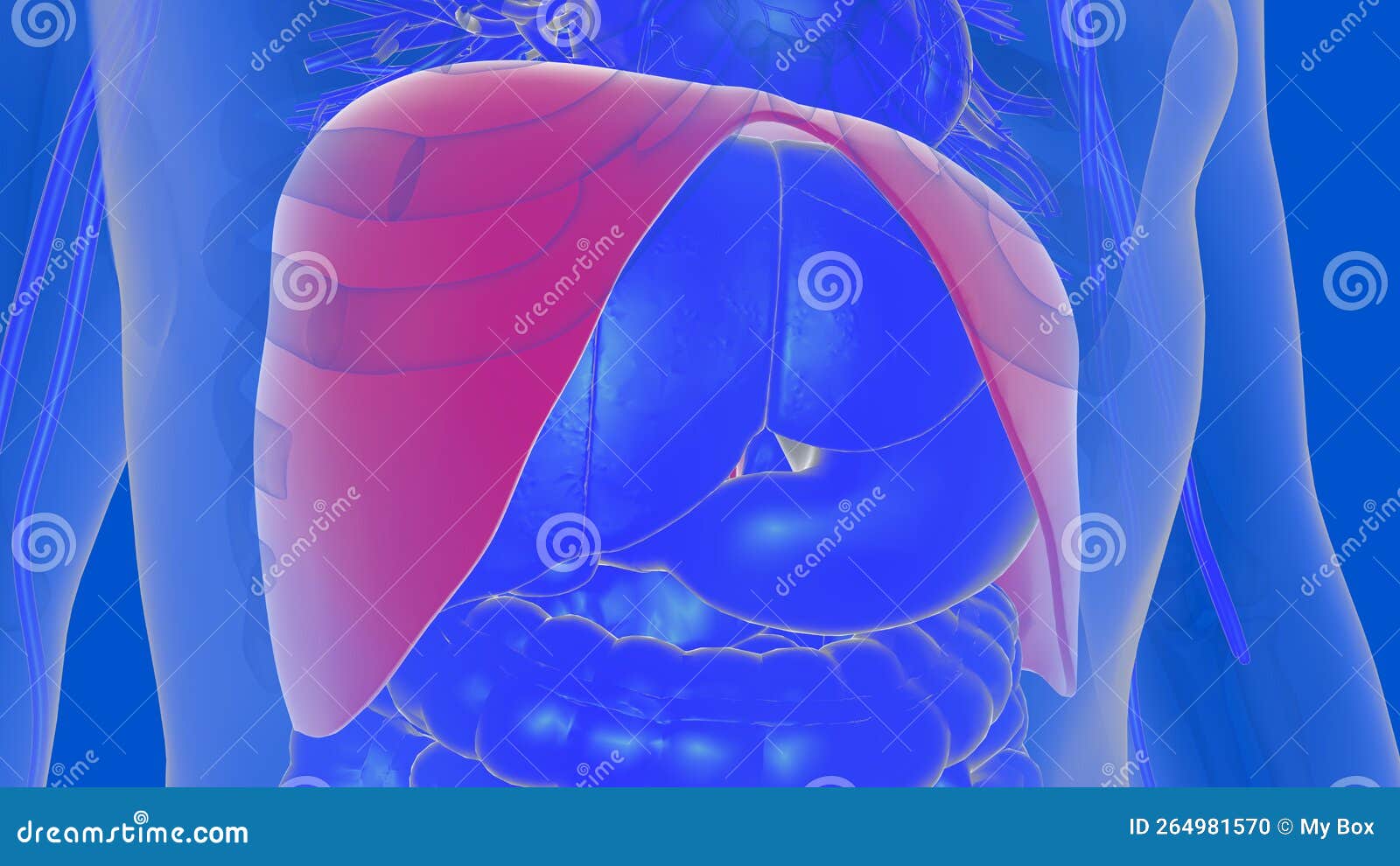 Human Diaphragm Anatomy for Medical Concept 3D Rendering Stock ... Biology Diagrams