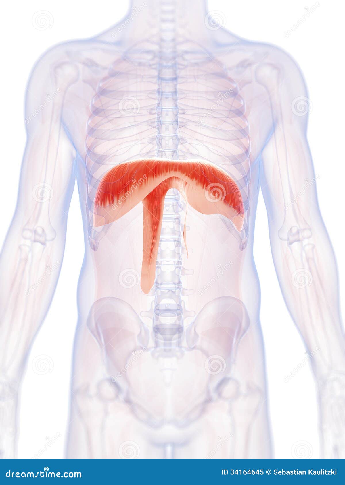 The human diaphragm stock illustration. Illustration of medical Biology Diagrams