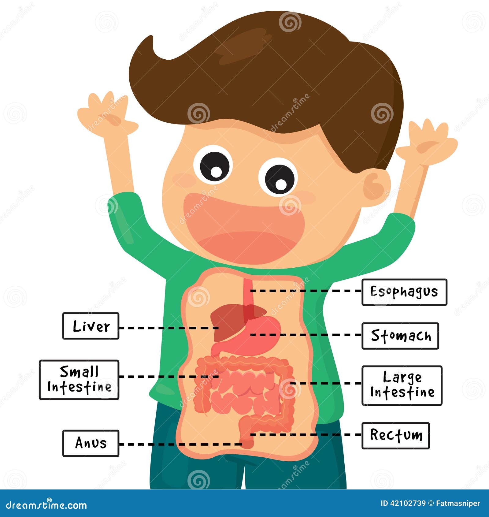 Human Digestion System Stock Illustration - Image: 42102739