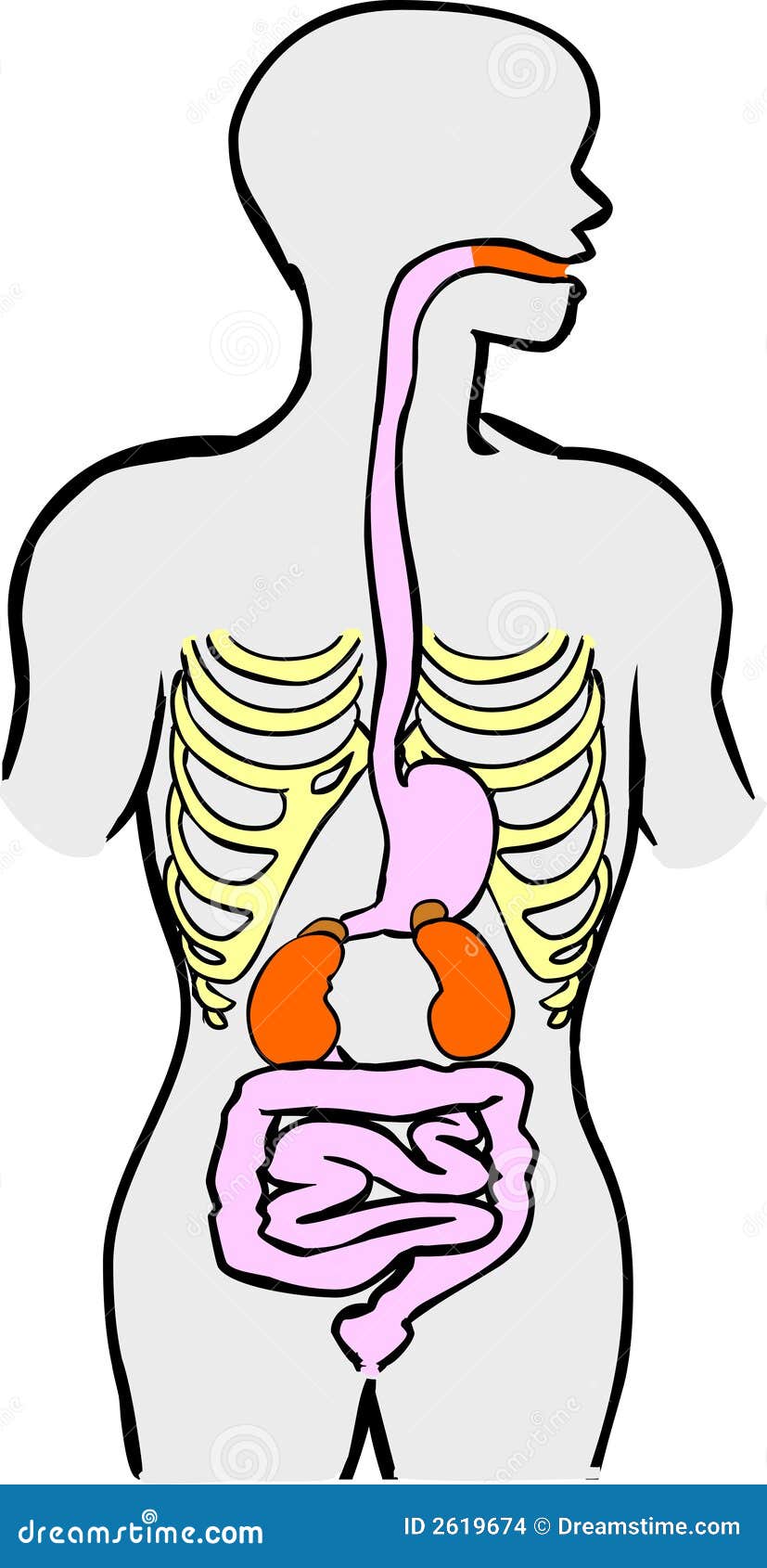 Human Digestive System stock vector. Illustration of stomach - 2619674