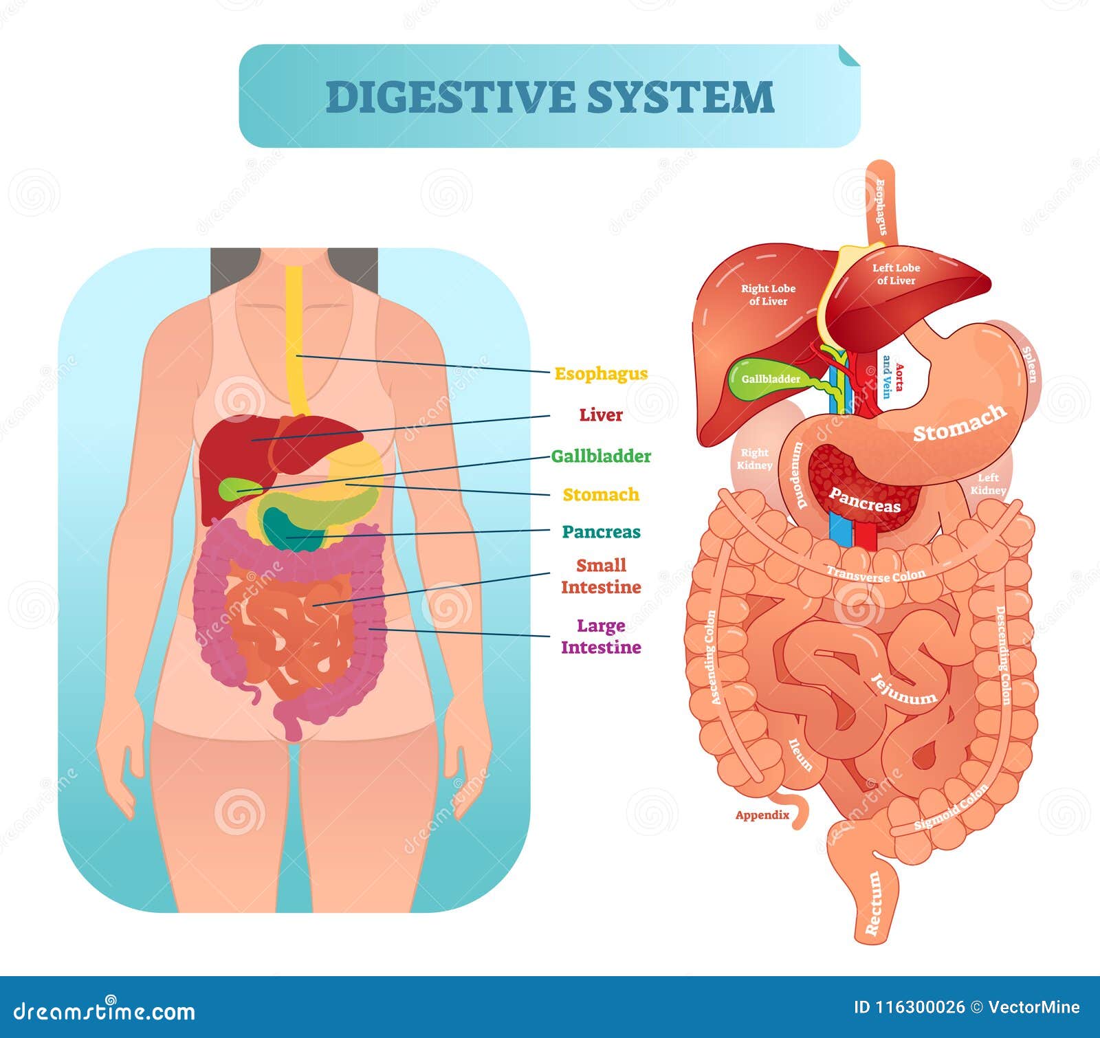 What is Digestive Health? And What Impacts it? • Seed