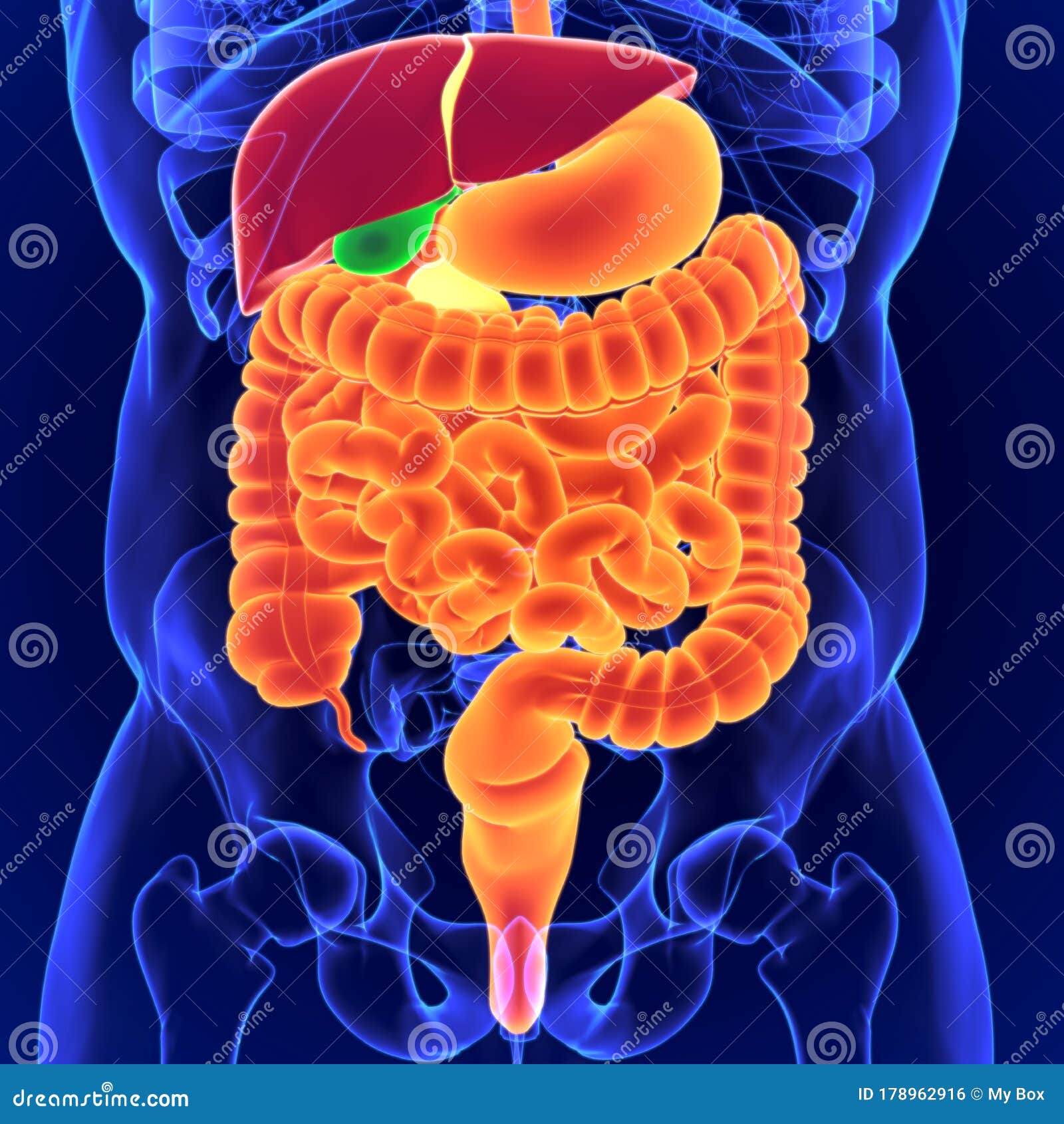 3d Illustration Human Digestive System Anatomy For Medical Concept