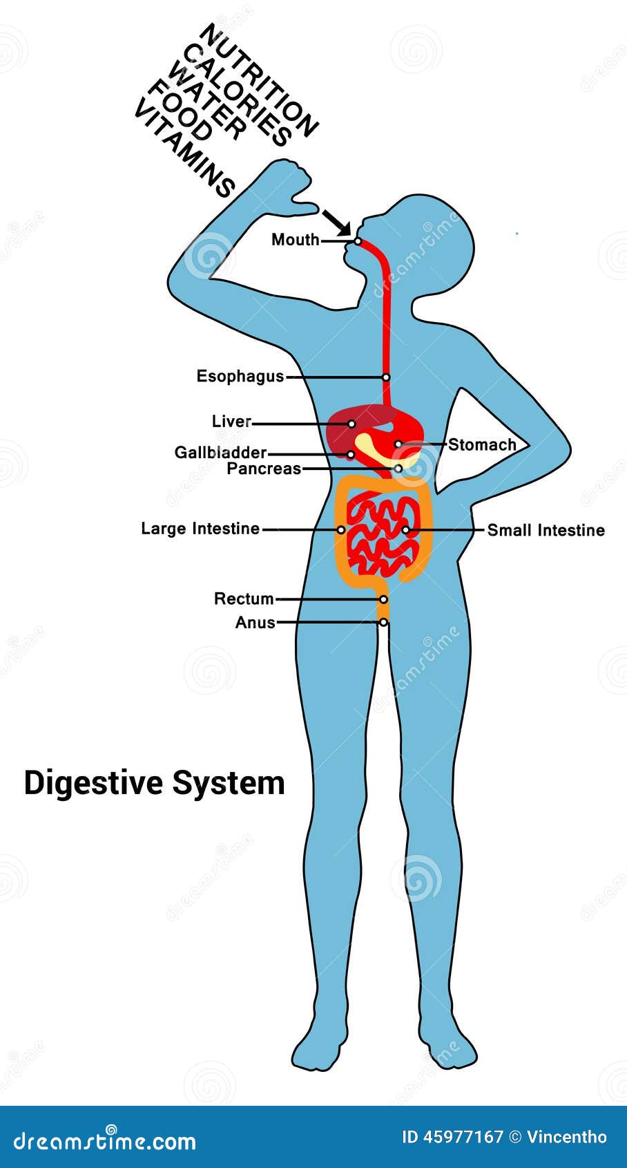Human Digestive System Diagram Illustration Stock Vector - Image: 45977167