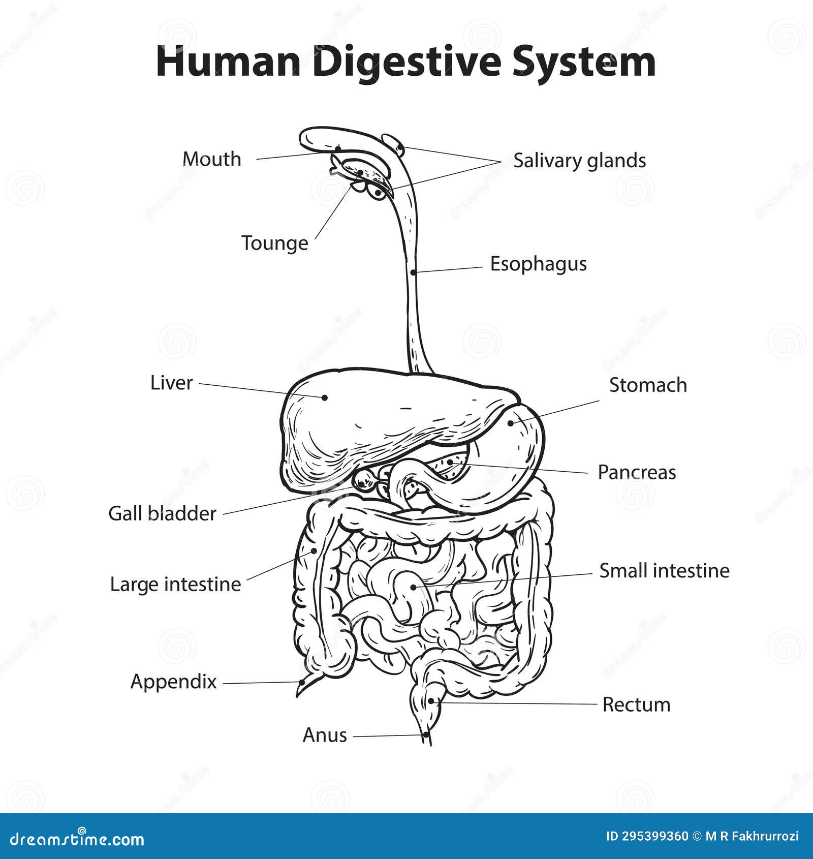 Draw the diagram of human digestive system and label the following parts on  it: a The part that secretes - Science - Life Processes - 10633659 |  Meritnation.com