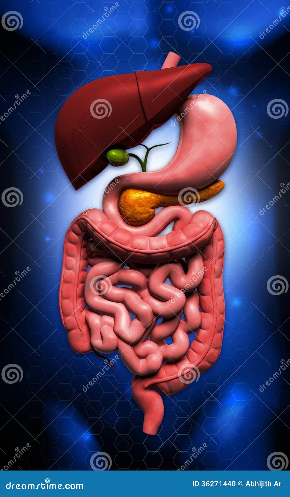 Human digestive system stock photo. Image of illustrative - 36271440