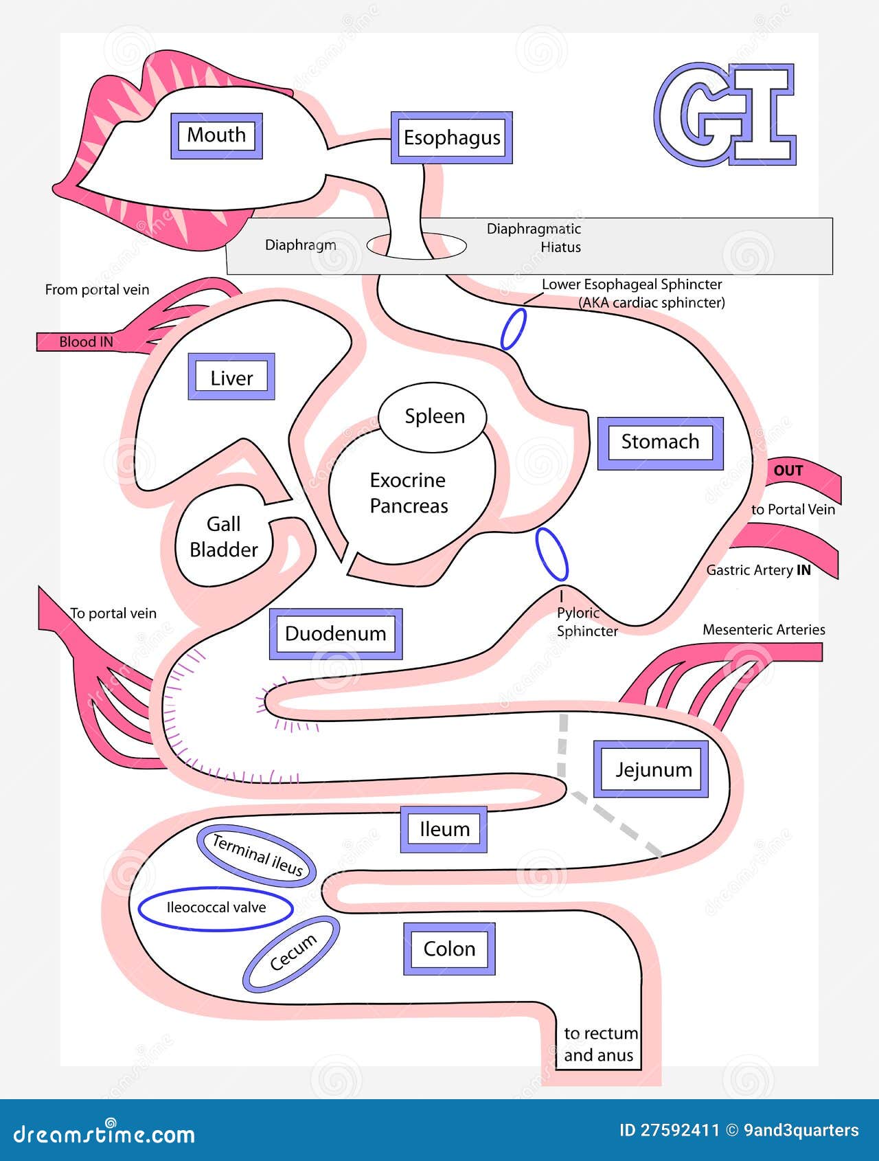 The Human Digestive System Made Easy Stock Illustration - Illustration