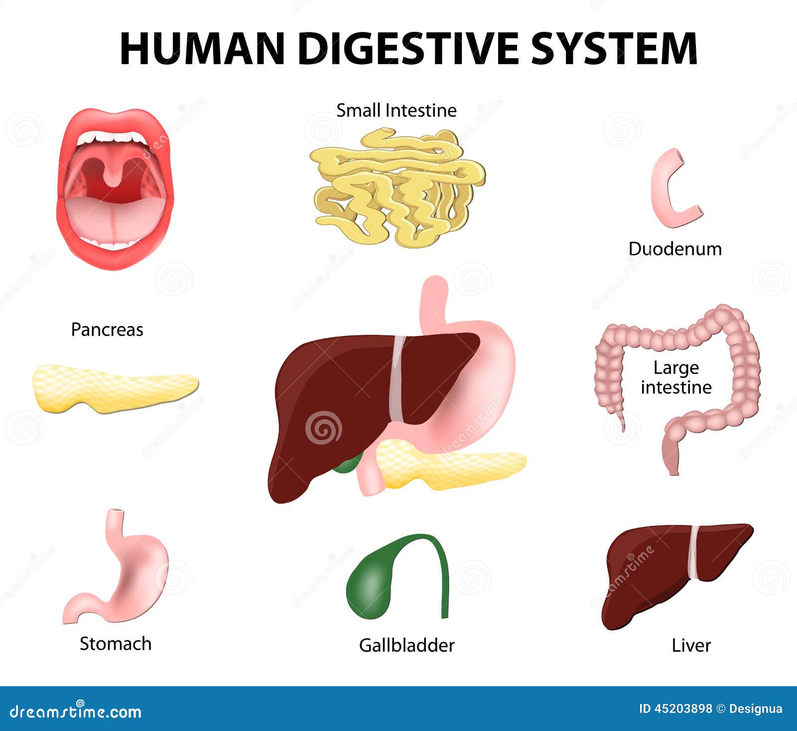 Human Digestive System. Set Vector Illustration | CartoonDealer.com