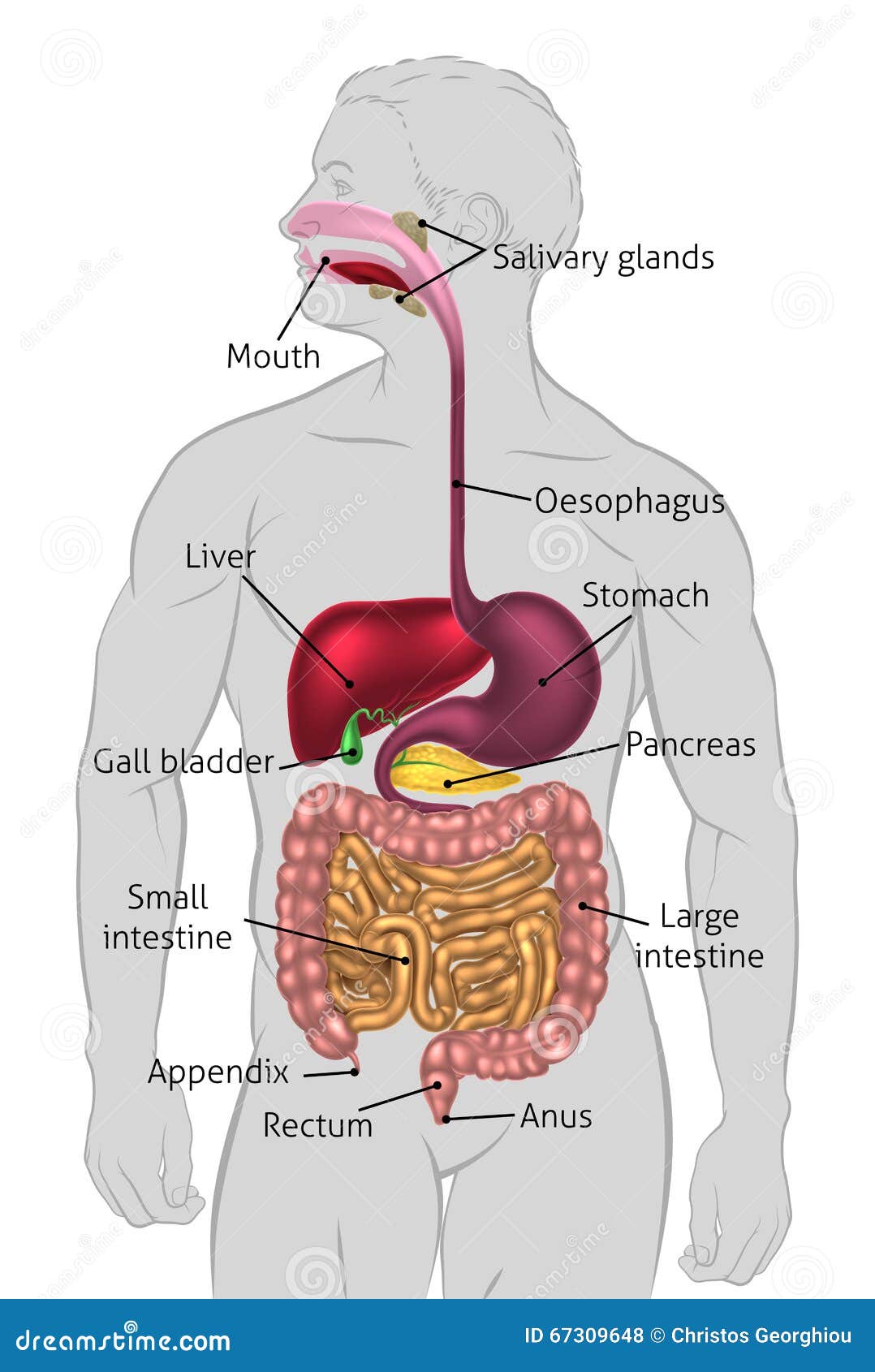 human digestive system tract