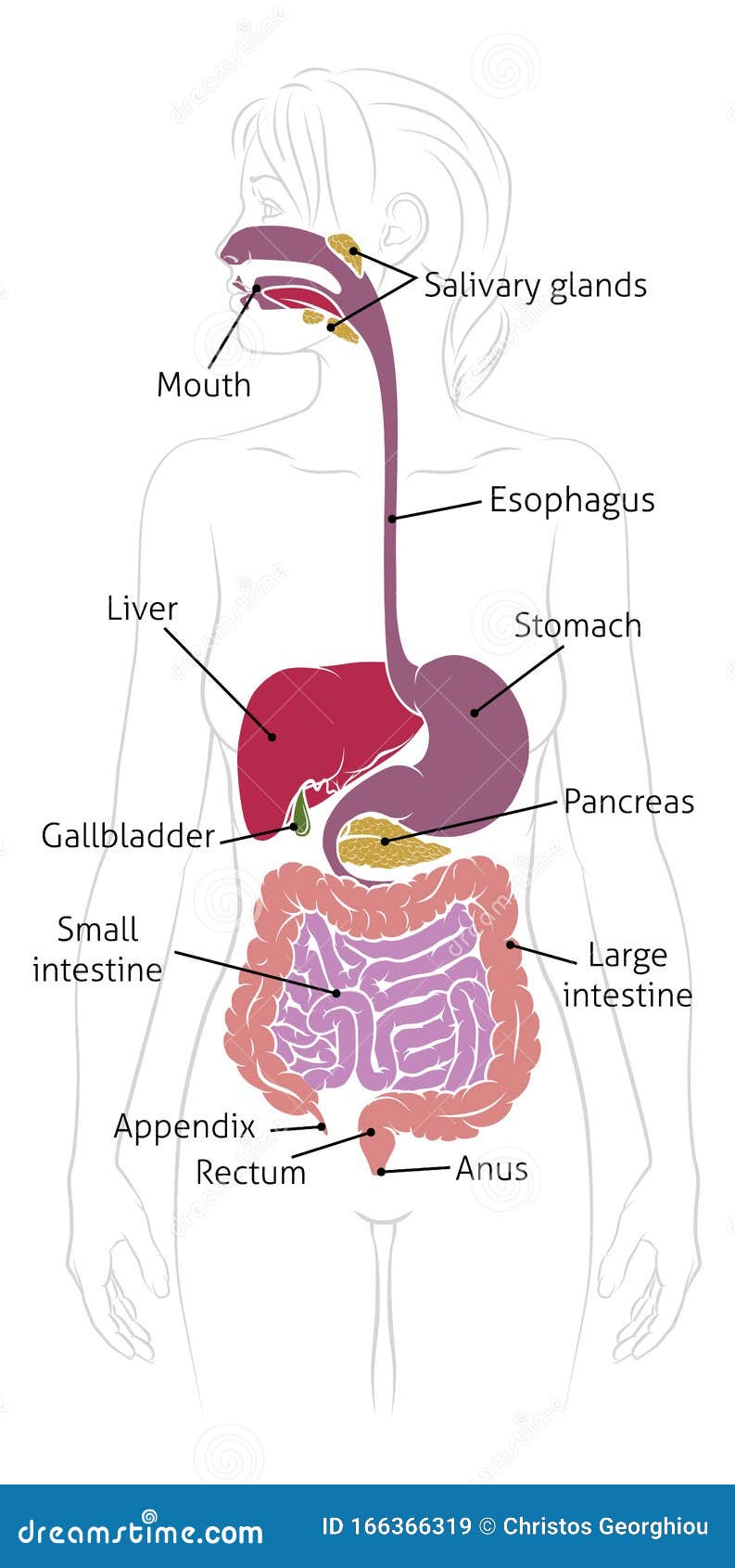 How To Draw Diagram Of Human Digestive System / Very Easy Diagram Drawing  Of Digestive System | Human digestive system, Biology diagrams, Draw diagram