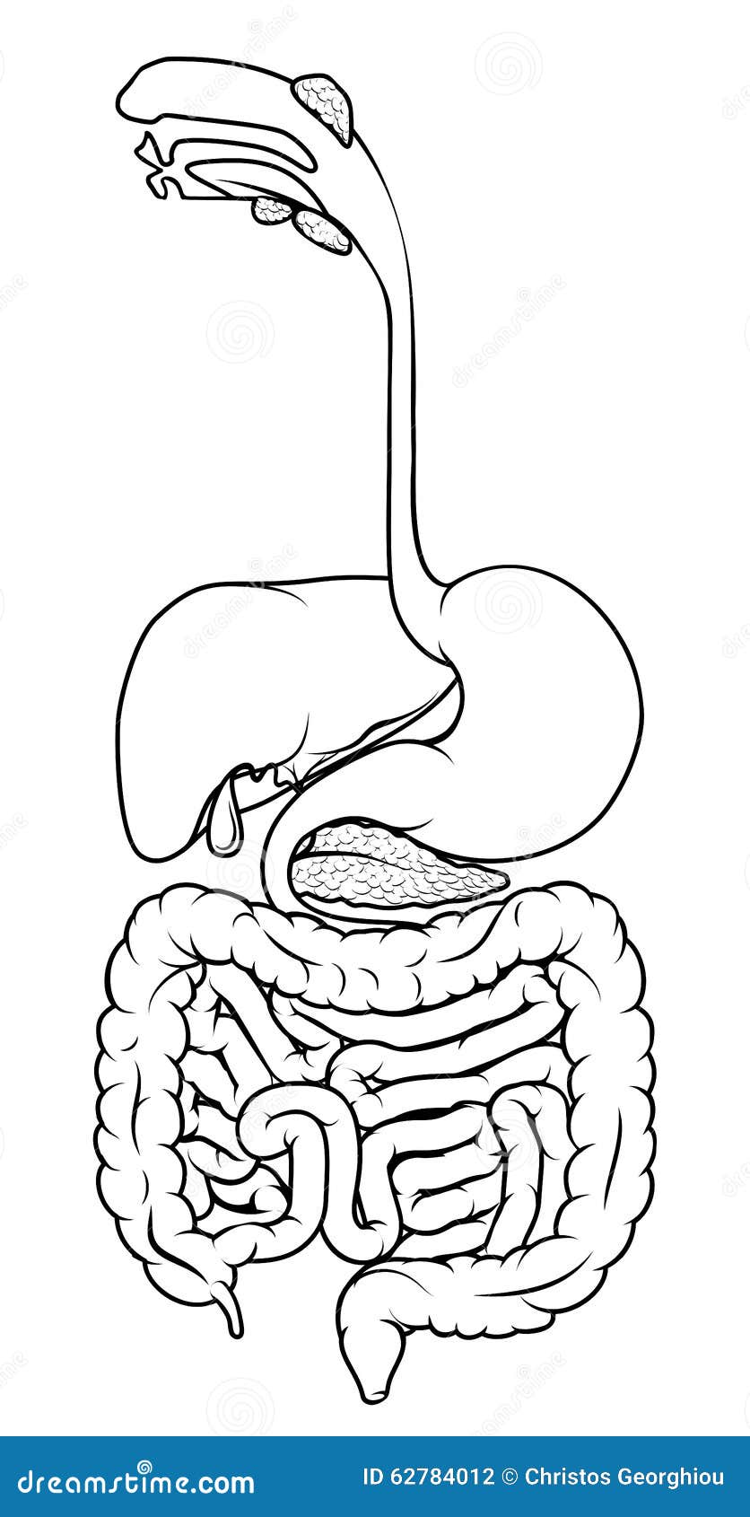 Human Digestive Tract stock vector. Illustration of anatomical - 62784012