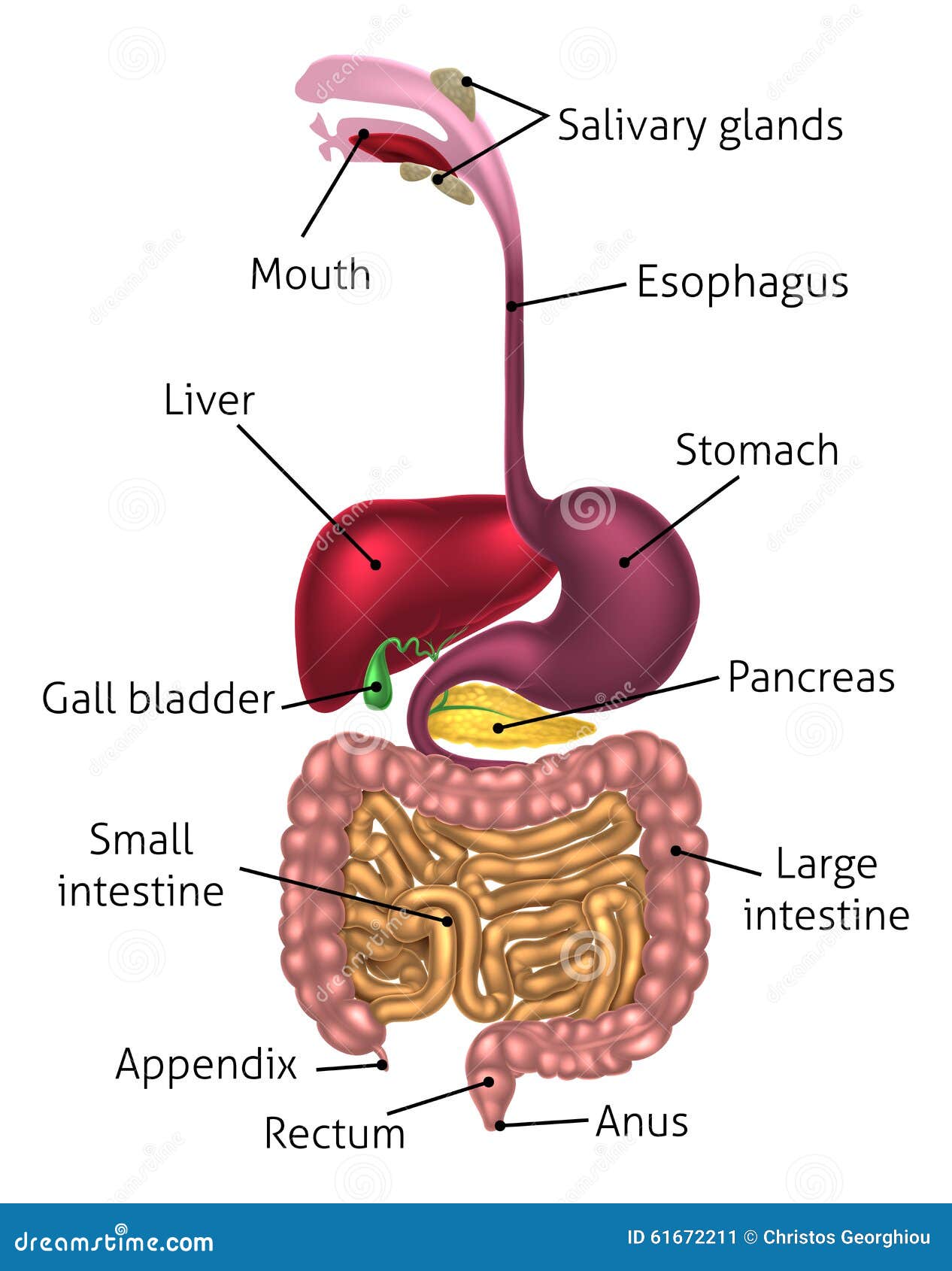 Human Digestive Tract System Stock Vector - Image: 61672211