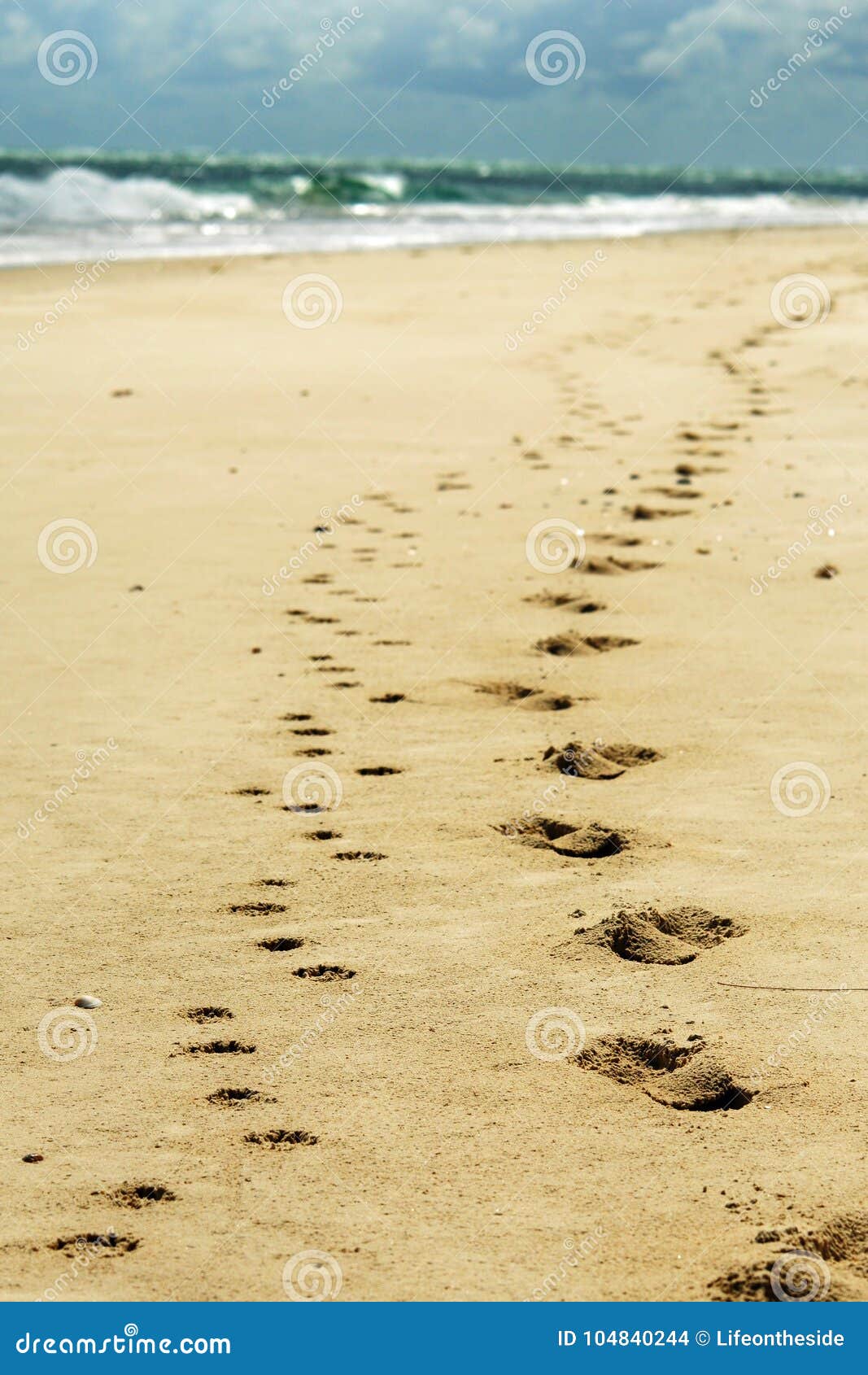Human and Dog Footprints in Beach Sand Phone Wallpaper Stock Photo - Image  of companions, holidays: 104840244
