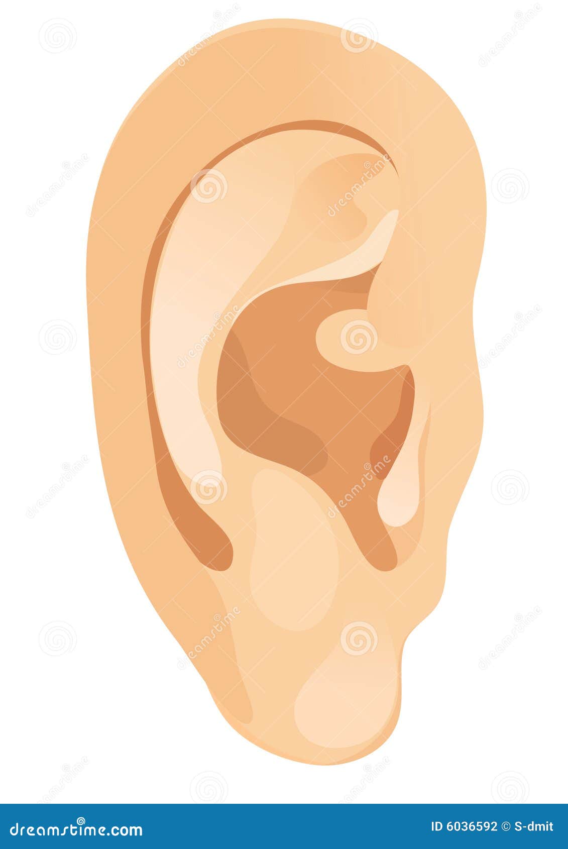 human ear