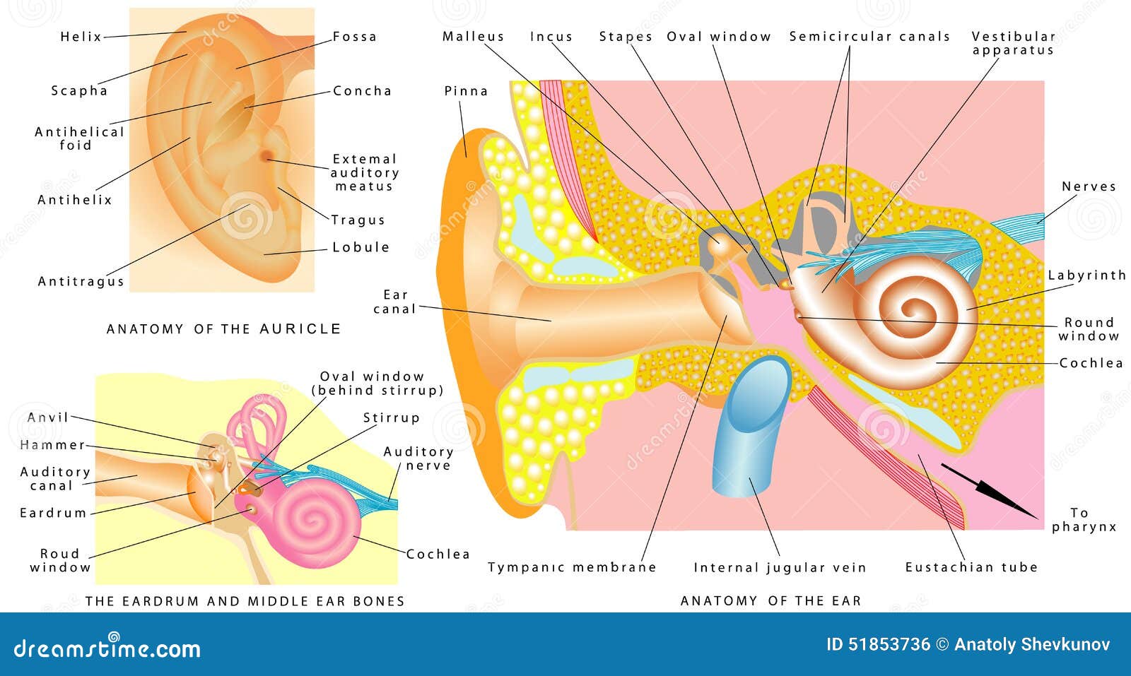 human ear anatomy.