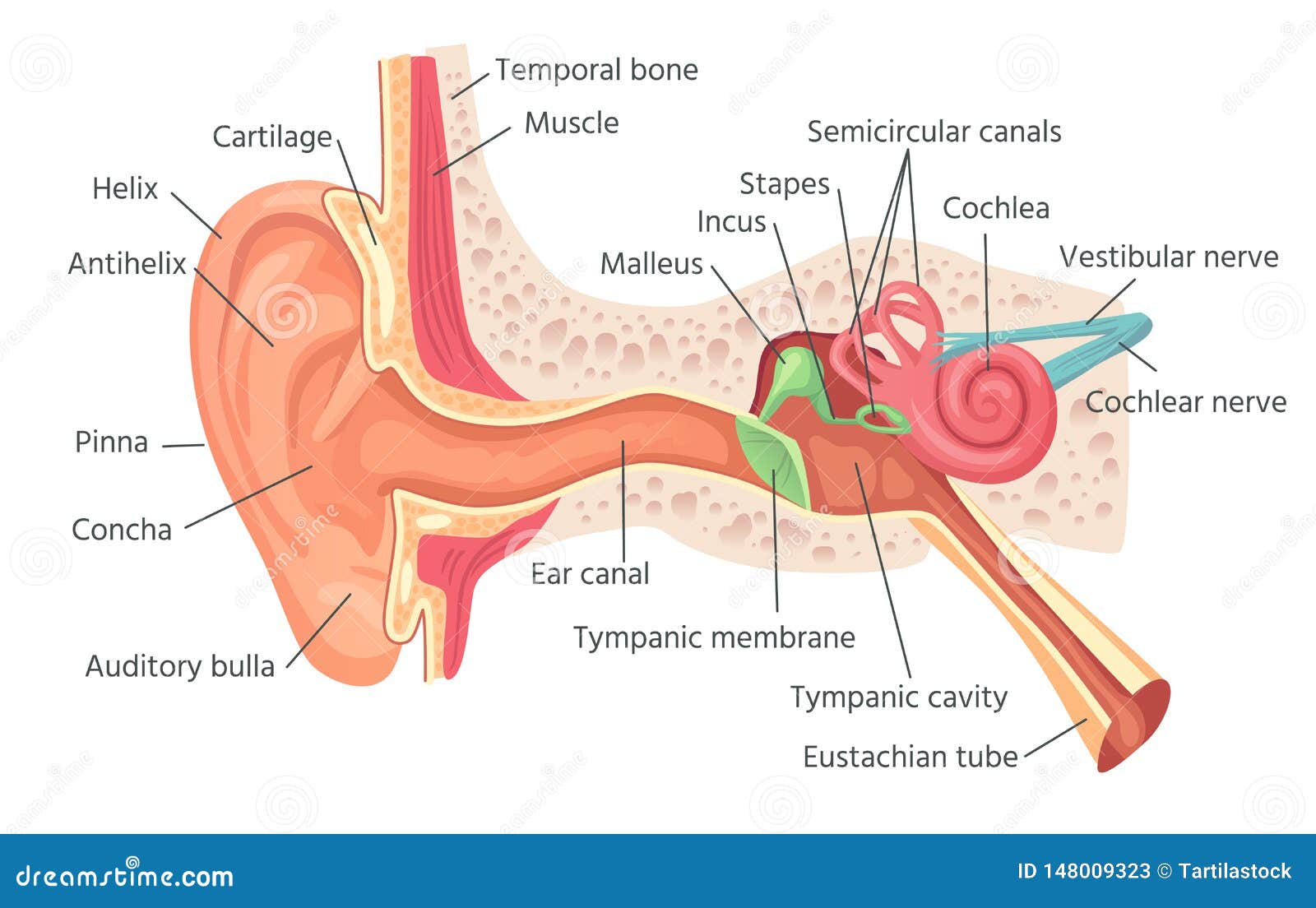human ear anatomy. ears inner structure, organ of hearing  