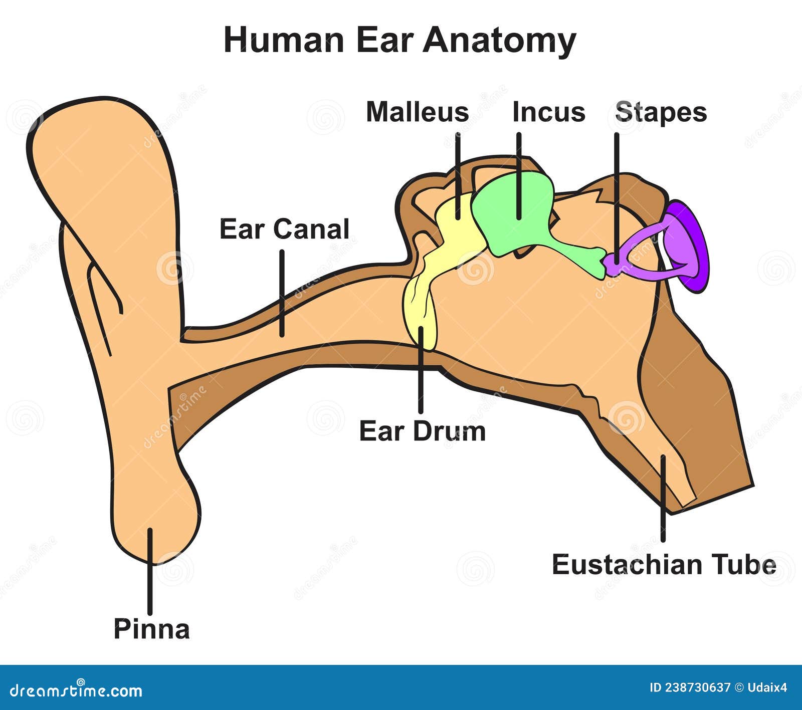 Middle and Inner Ear Anatomy - Malleus, Incus, Stapes