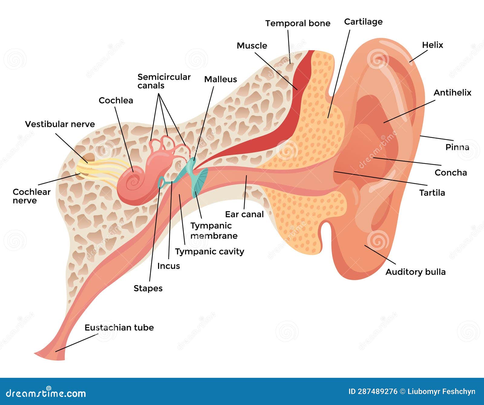 human ear anatomy, structure anatomical diagram. outer, middle and inner ear section concept. eardrum, cochlea