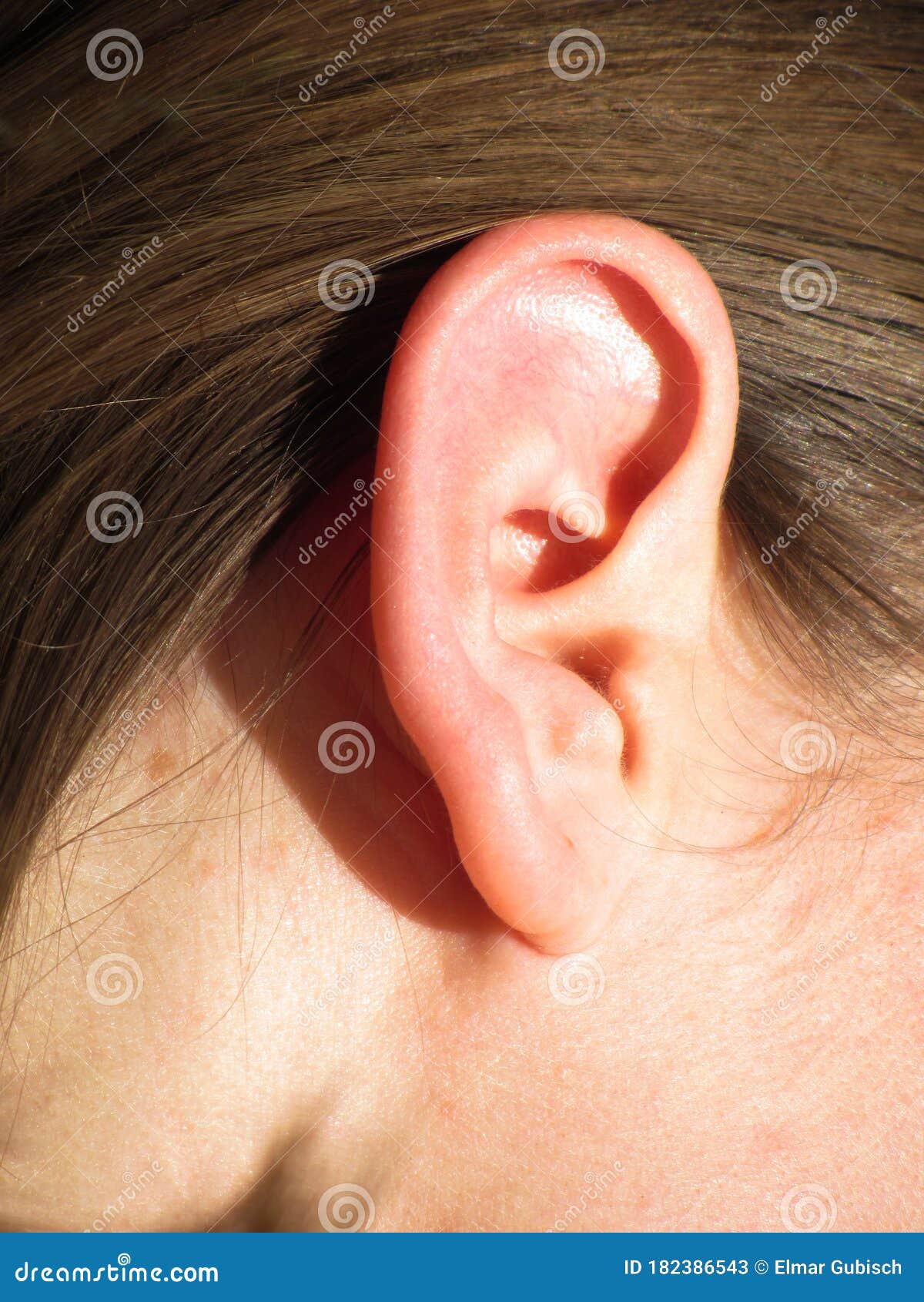 The Human Ear Organ of Hearing and Balance Stock Image Biology Diagrams