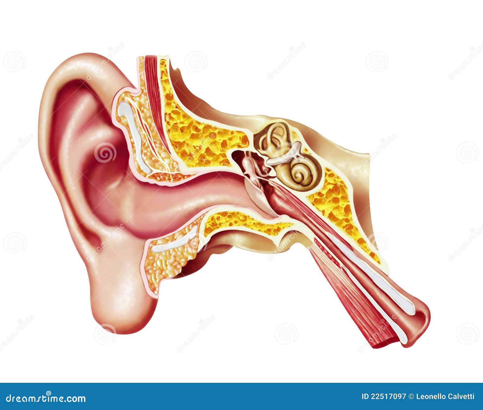 Human Ear, Realistic Cutaway Diagram. Stock Illustration - Illustration