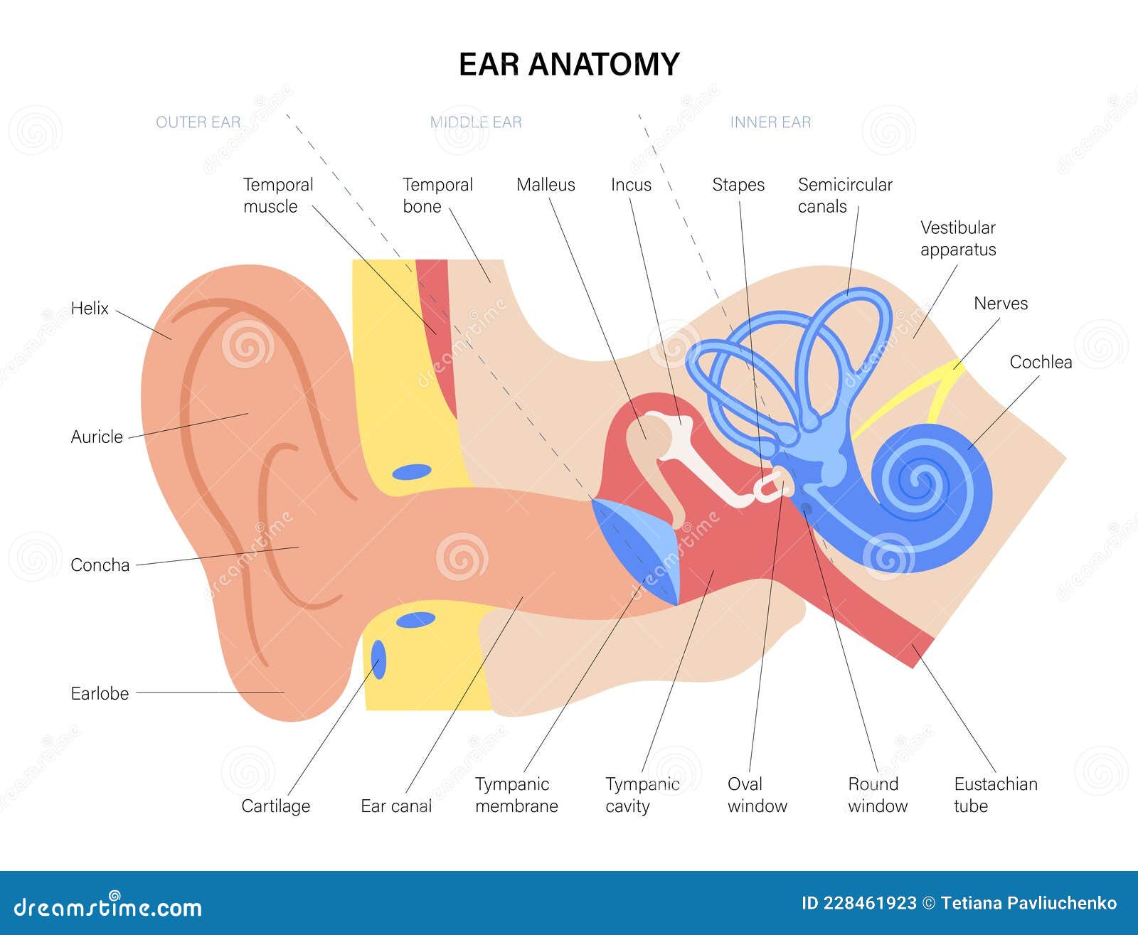 ear anatomy diagram