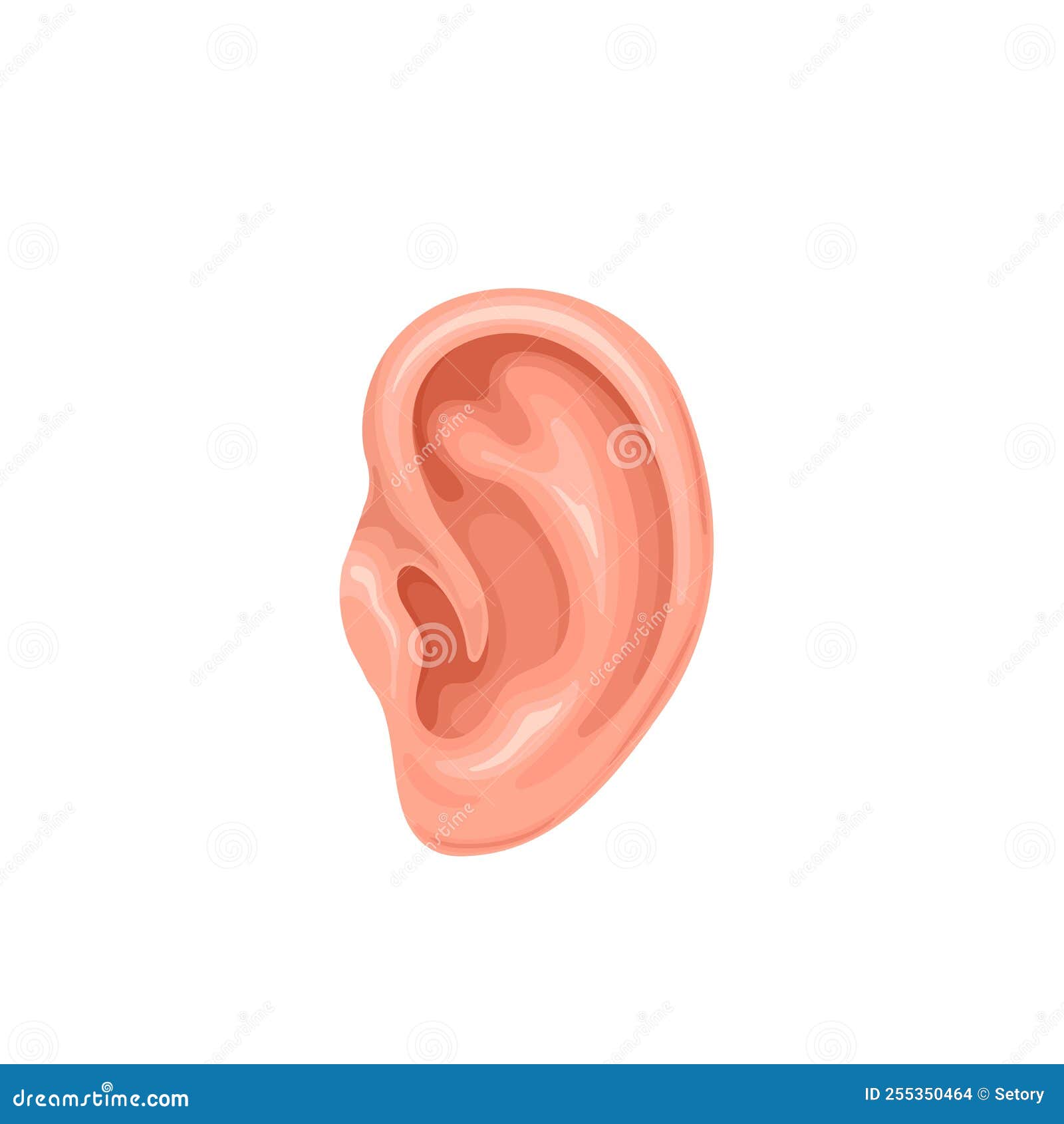 human ear,  organ with pinna and ear canal for listening sound and communication