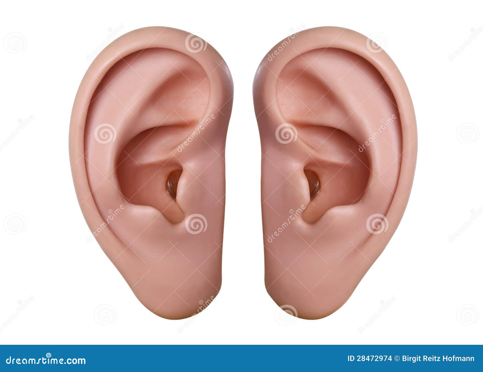 Human ears stock photo. Image of auris, auricula, human - 28472974