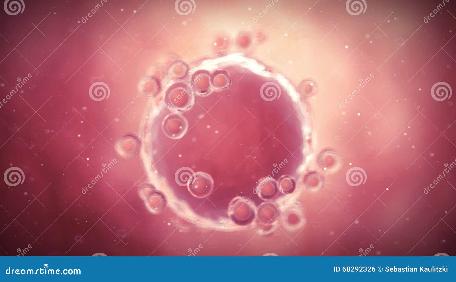 A human egg cell stock footage. Video of healthy, oocyte - 68292326