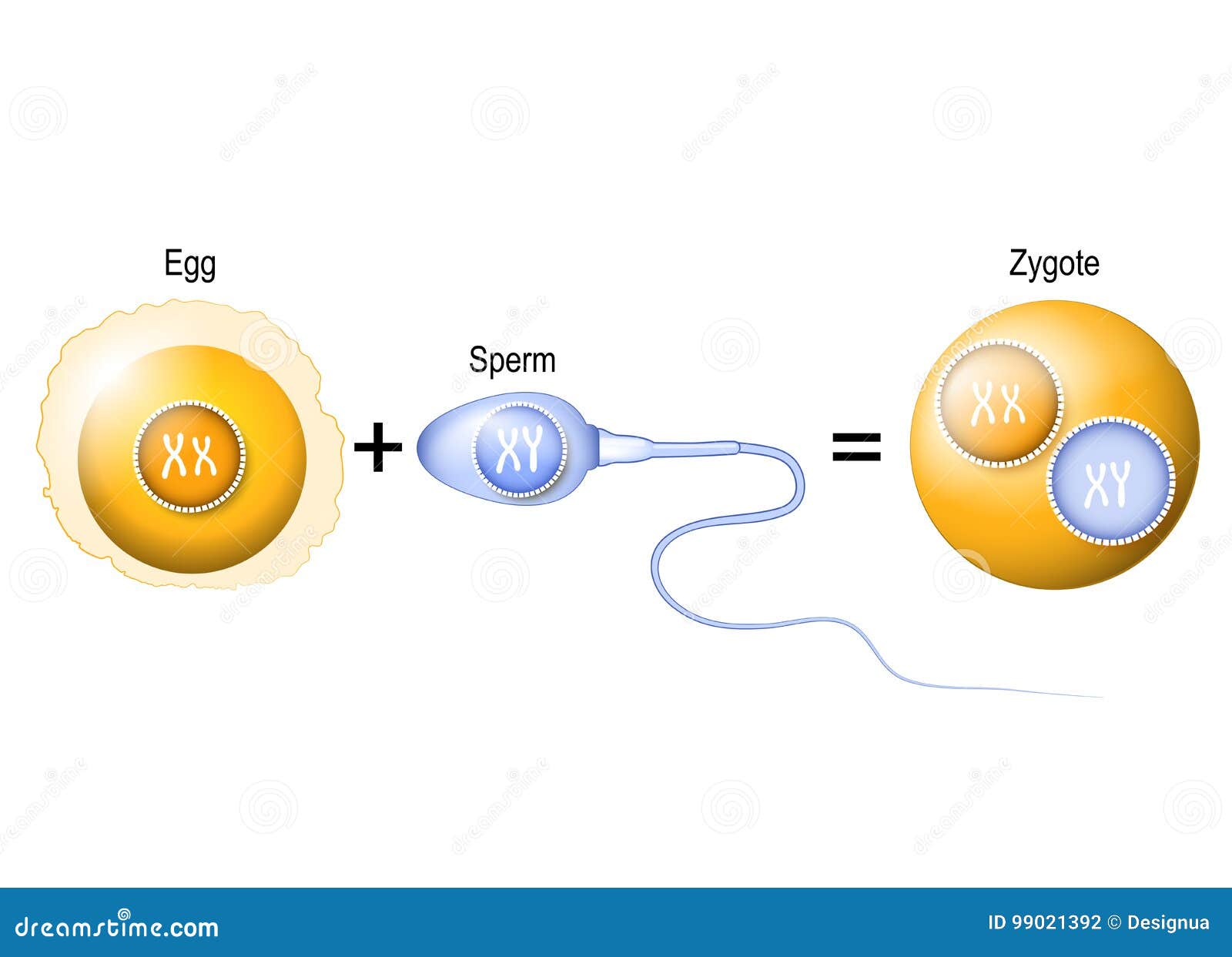 human egg, sperm and zygote