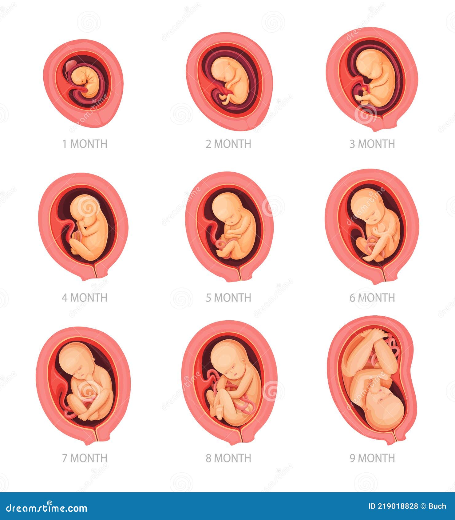 Human Embryo Growth Stages Vector Infographics Stock Vector ...