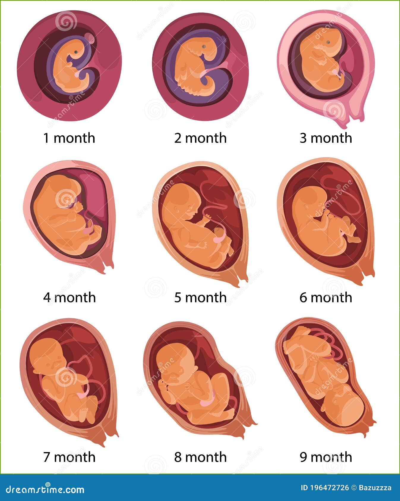 Embryo Development. Human Fetus Growth Stages Of Pregnancy Vector ... Biology Diagrams