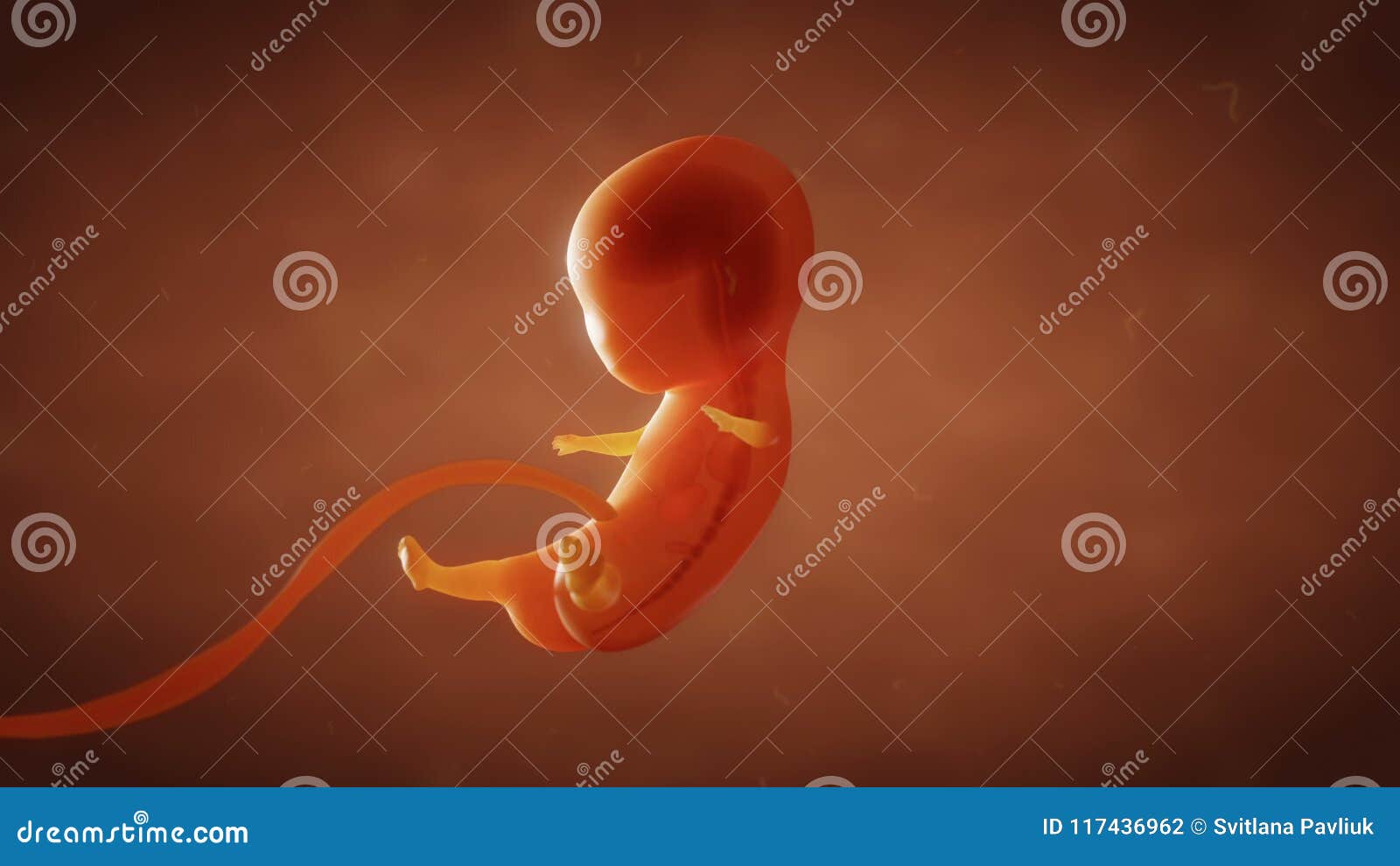 Human embryo fetus growth stock footage. Video of unborn - 117436962 Human embryo fetus growth stock footage. Video of unborn - 117436962