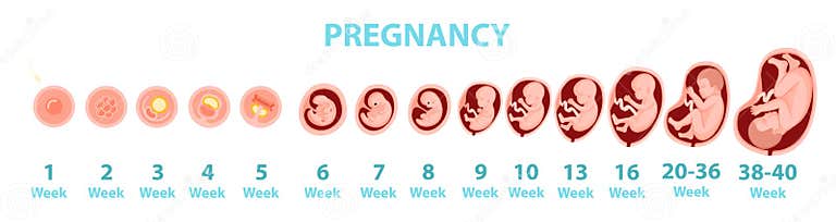 Human Embryo Genesis by Weeks. Stock Vector - Illustration of ...