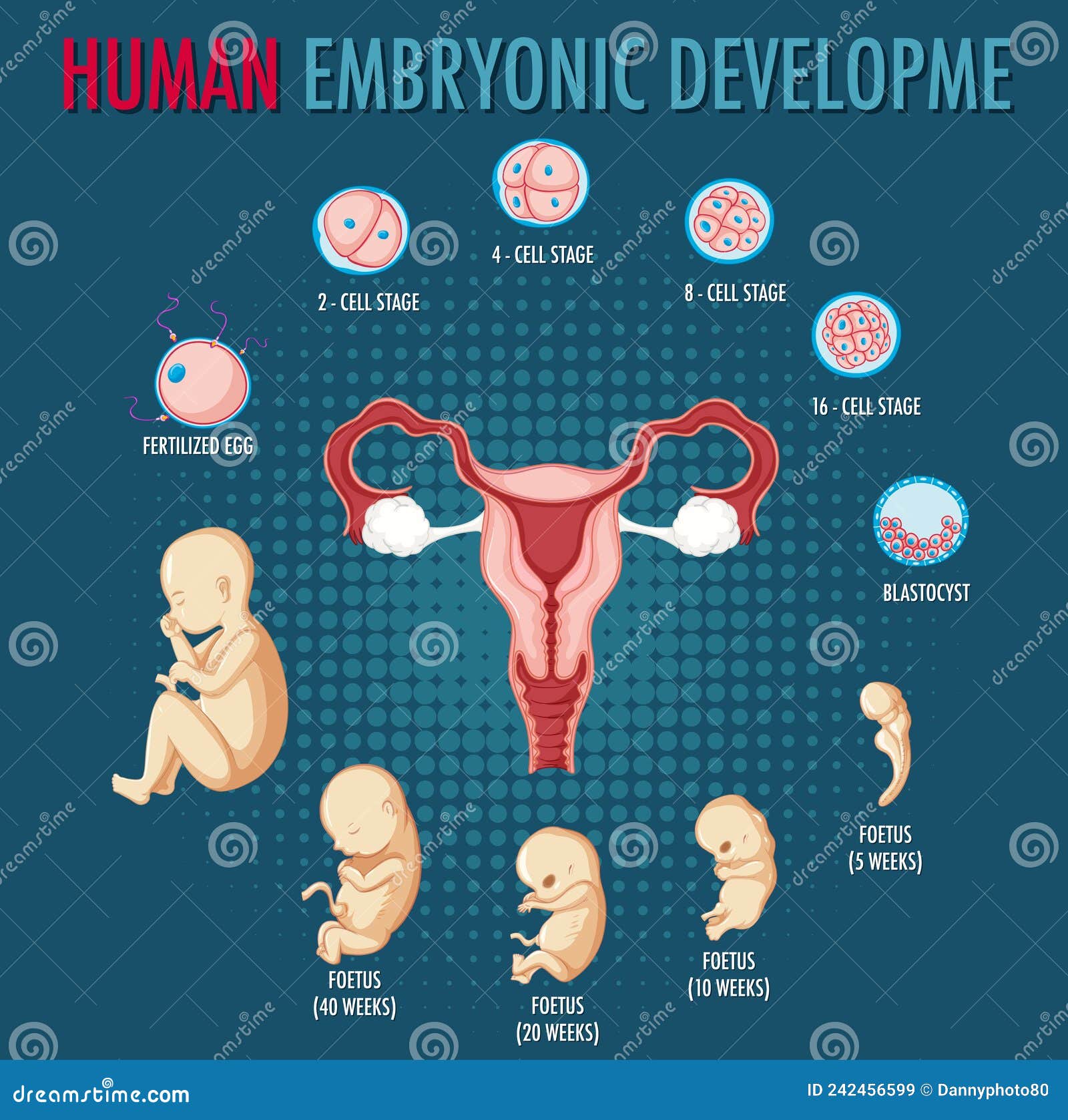 Human Embryonic Development in Human Infographic Stock Vector ... Biology Diagrams