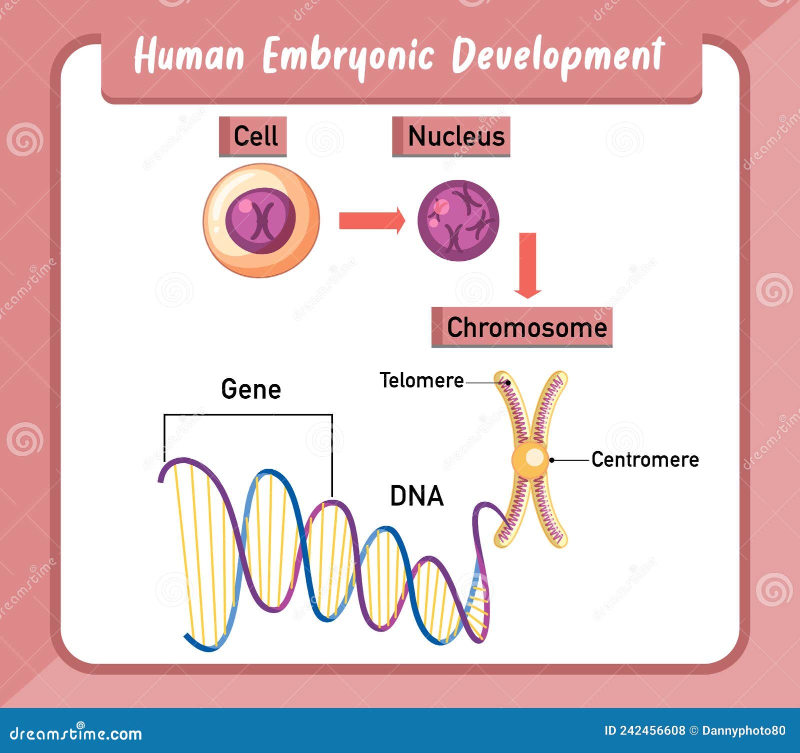 Human Embryonic Development Infographic Stock Vector Biology Diagrams