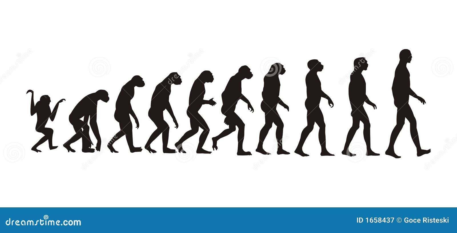 human evolution