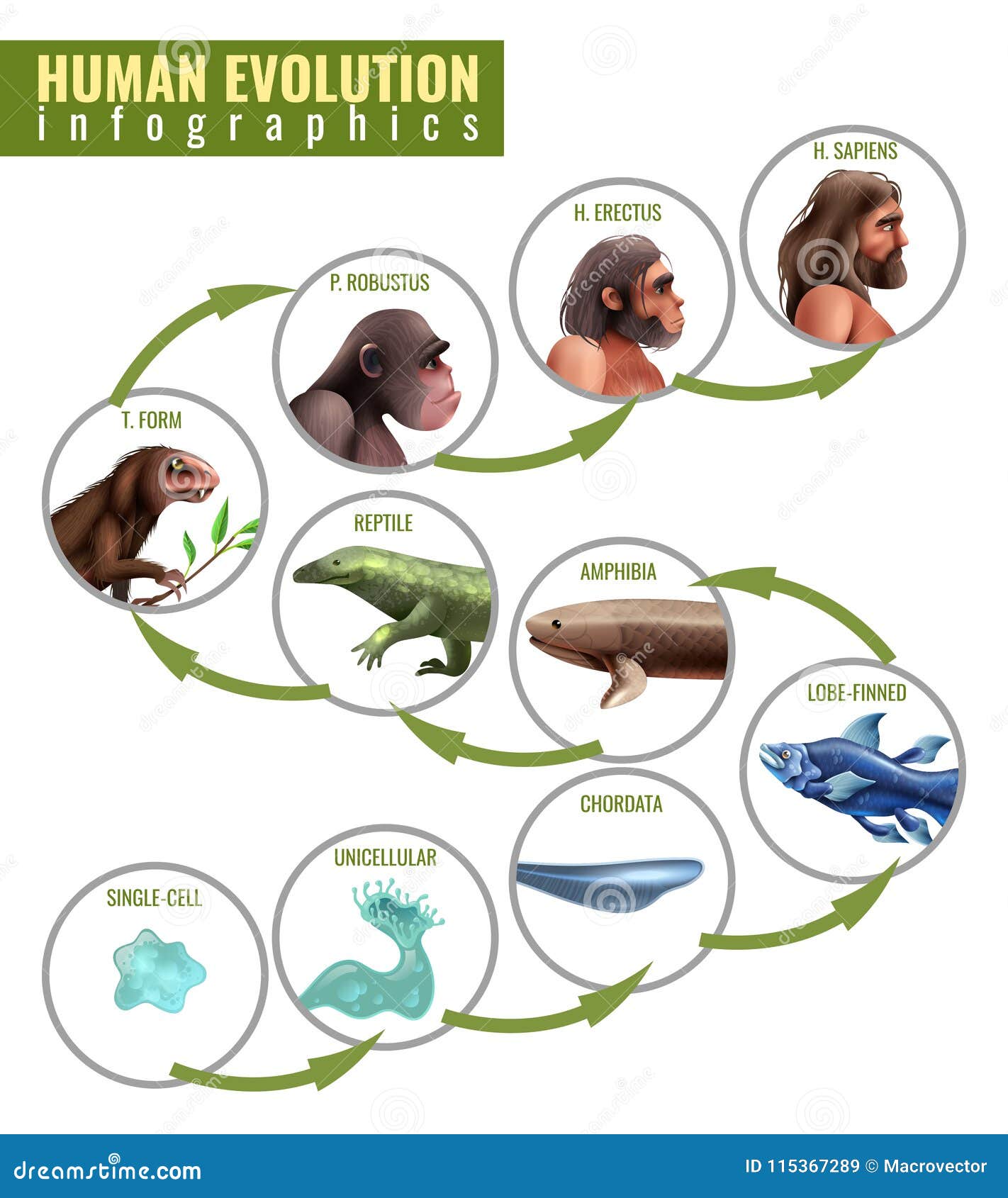 Human Evolution Infographics Stock Vector - Illustration of fish, design:  115367289
