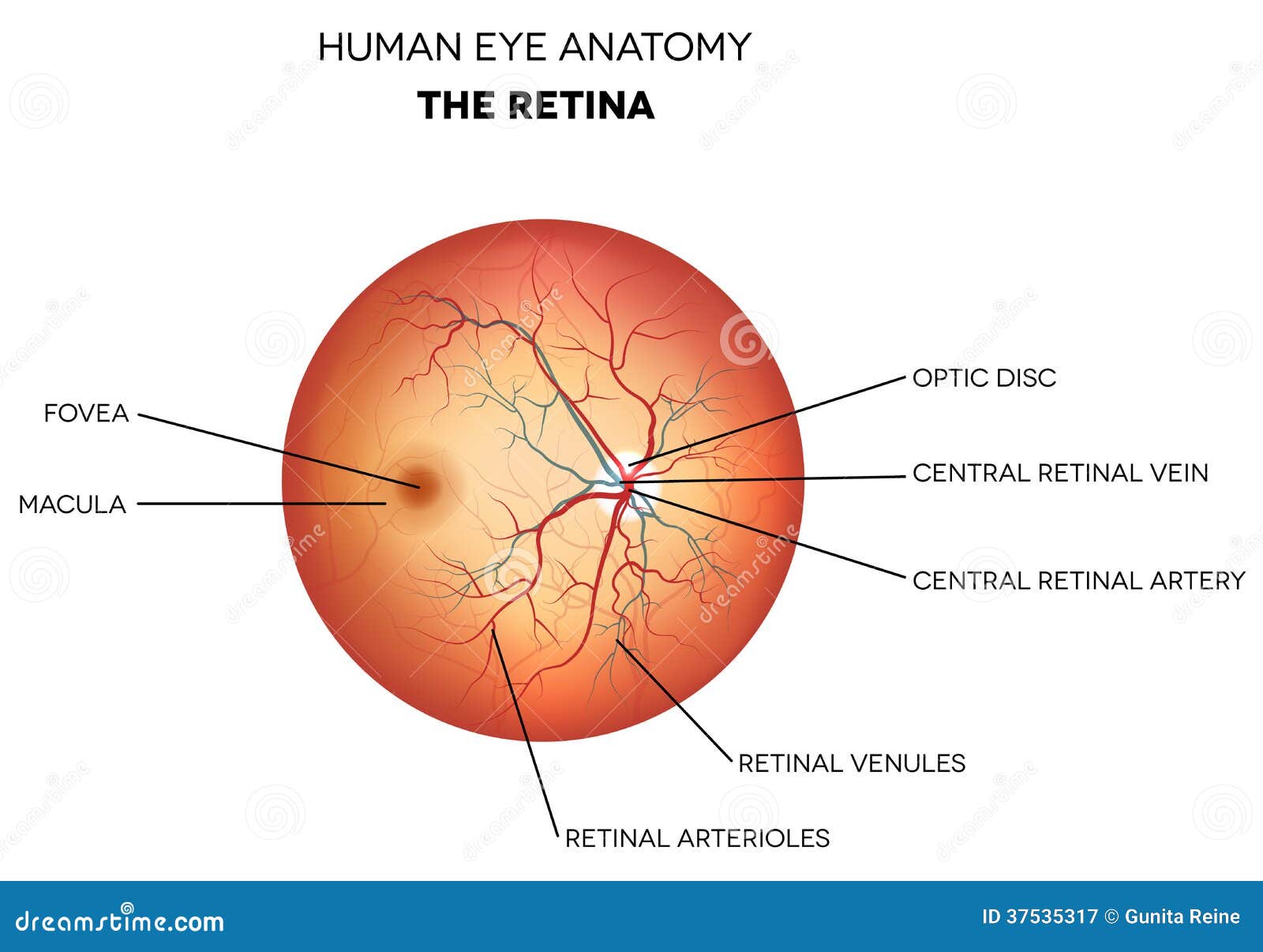 human eye anatomy, retina