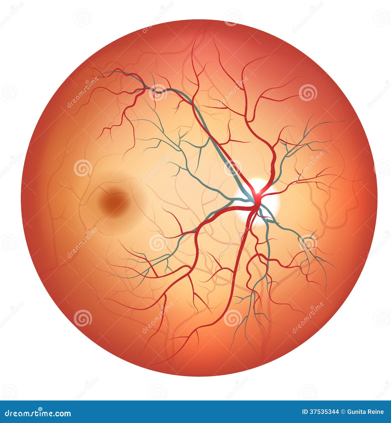human eye anatomy, retina detailed 